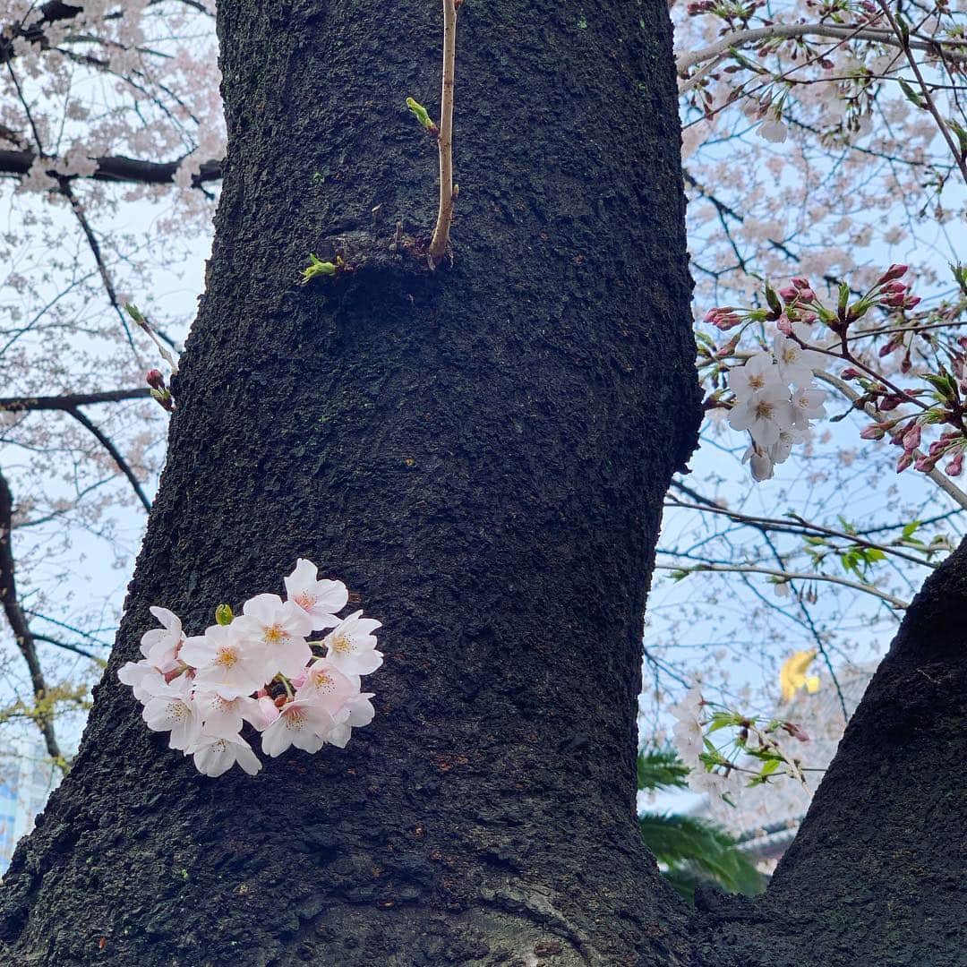 牧瀬里穂さんのインスタグラム写真 - (牧瀬里穂Instagram)「桜を見たくて  歩きたくて。。。 焼きたてのパンが食べたくて！ パン屋まで散歩 小さなバッグに小さなお財布と携帯だけ 春ですね 厚いコートを着なくてもよくなると 気持ちまで軽くなる  明日 新しい元号が発表される 平成が終わるのはなんだかさみしいけど 楽しみ」3月31日 11時35分 - rihomakise