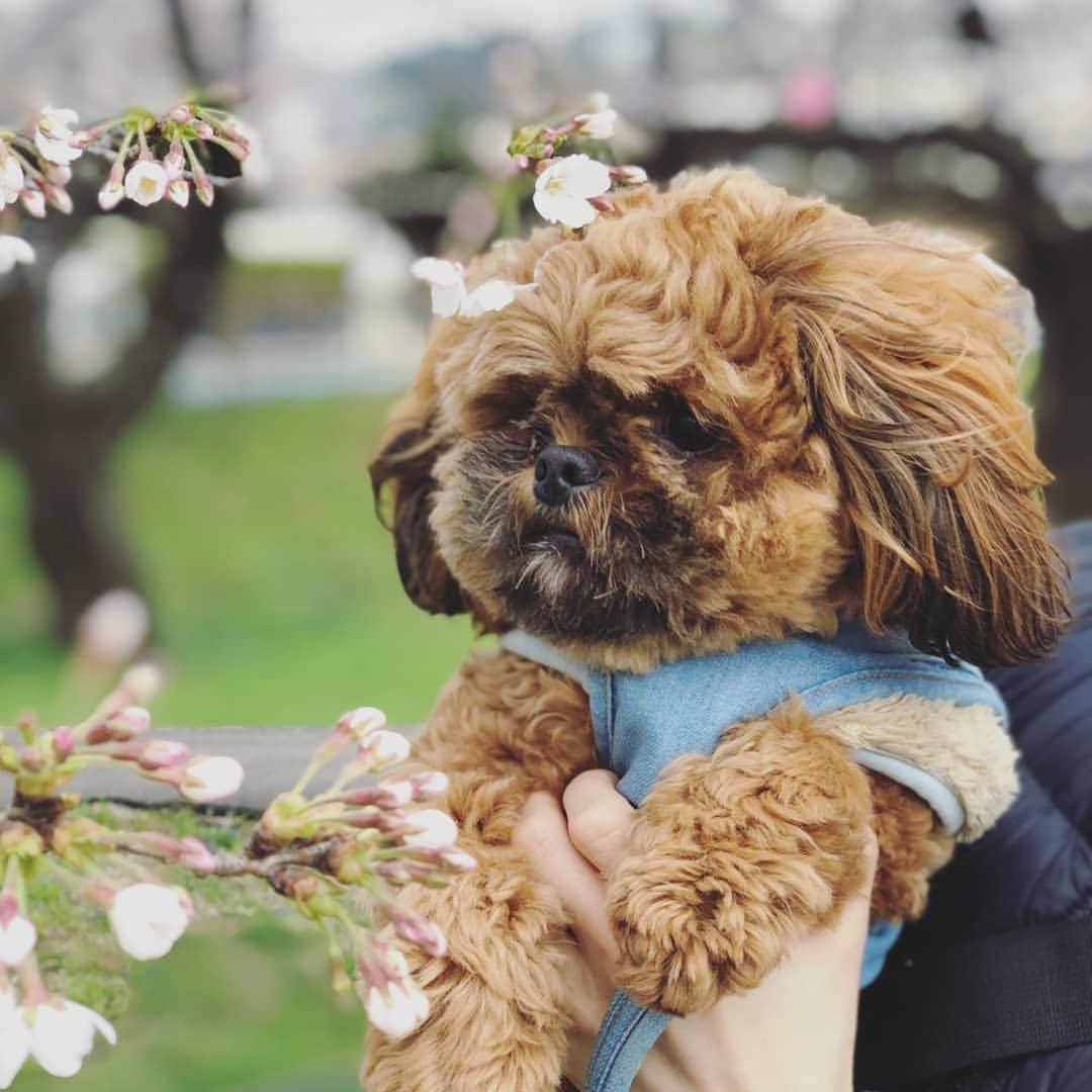 巴山萌菜さんのインスタグラム写真 - (巴山萌菜Instagram)「昨日、くると弾丸花見いってきた🌸笑  #ペキプーのくるくん #ペキプー #ペキニーズ #トイプードル #ハーフ犬 #ミックス犬 #パピー #もうすぐ1才 #犬 #愛犬 #溺愛 #息子 #はじめてのさくら #初めて」3月31日 11時37分 - mona_tomoyama