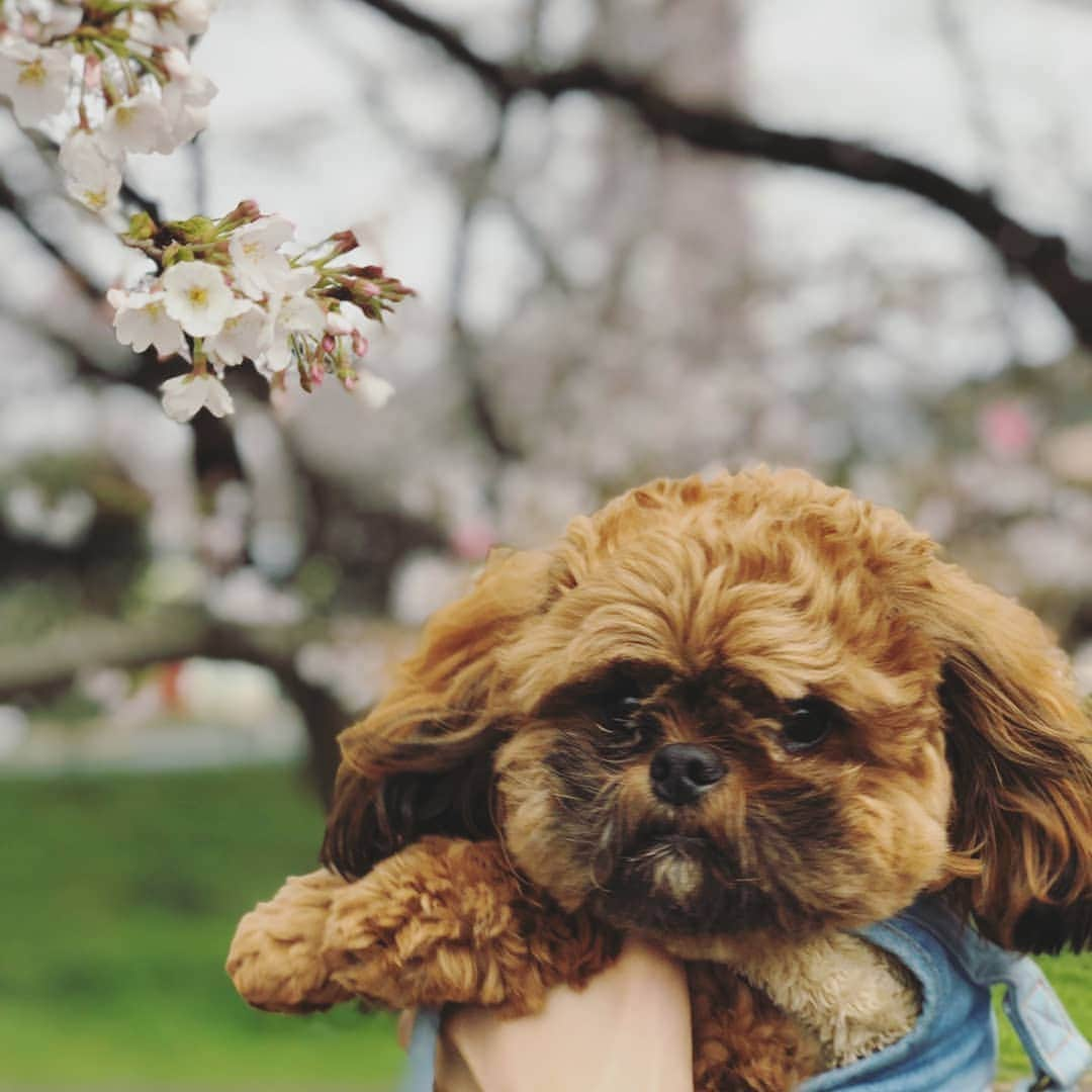 巴山萌菜さんのインスタグラム写真 - (巴山萌菜Instagram)「昨日、くると弾丸花見いってきた🌸笑  #ペキプーのくるくん #ペキプー #ペキニーズ #トイプードル #ハーフ犬 #ミックス犬 #パピー #もうすぐ1才 #犬 #愛犬 #溺愛 #息子 #はじめてのさくら #初めて」3月31日 11時37分 - mona_tomoyama