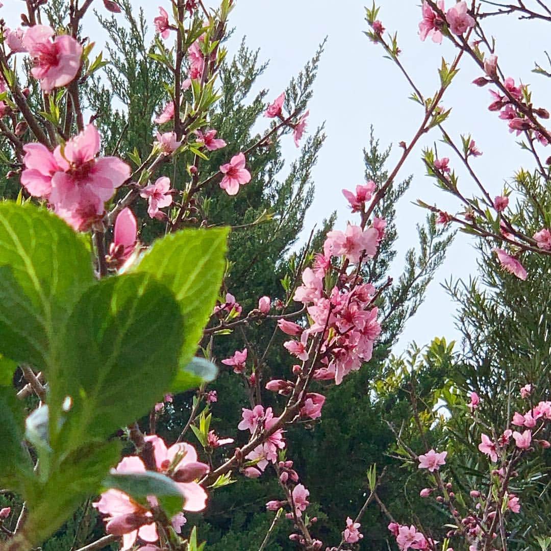 藤原美智子さんのインスタグラム写真 - (藤原美智子Instagram)「庭の #ユキヤナギ の向こうに見えるのは #桃 の花(隣家との境界線上にあるので皆んなの?桃)。 ・ 桃って可愛らしいなぁ😆💓 桃で #花見 ・ 桃の手間に写っている蕾は庭の紫陽花。 散りゆくユキヤナギに、これから成長していく紫陽花。庭が活気づいてきた♫✨雑草も💦 ・ #ガーデニング #ガーデニング備忘録  #藤原美智子 #fujiwaramichiko #ladonna #michikolife」3月31日 6時13分 - michiko.life