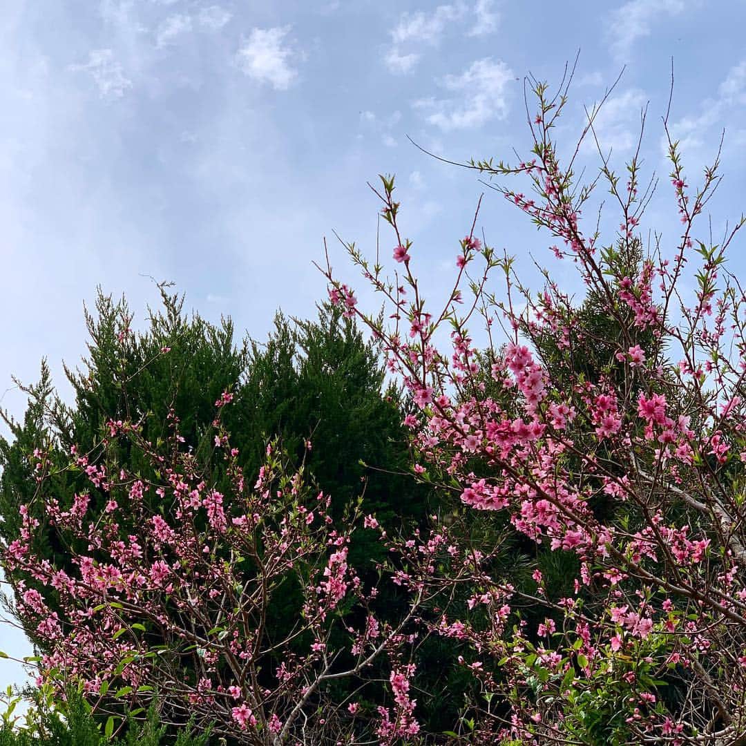 藤原美智子さんのインスタグラム写真 - (藤原美智子Instagram)「庭の #ユキヤナギ の向こうに見えるのは #桃 の花(隣家との境界線上にあるので皆んなの?桃)。 ・ 桃って可愛らしいなぁ😆💓 桃で #花見 ・ 桃の手間に写っている蕾は庭の紫陽花。 散りゆくユキヤナギに、これから成長していく紫陽花。庭が活気づいてきた♫✨雑草も💦 ・ #ガーデニング #ガーデニング備忘録  #藤原美智子 #fujiwaramichiko #ladonna #michikolife」3月31日 6時13分 - michiko.life