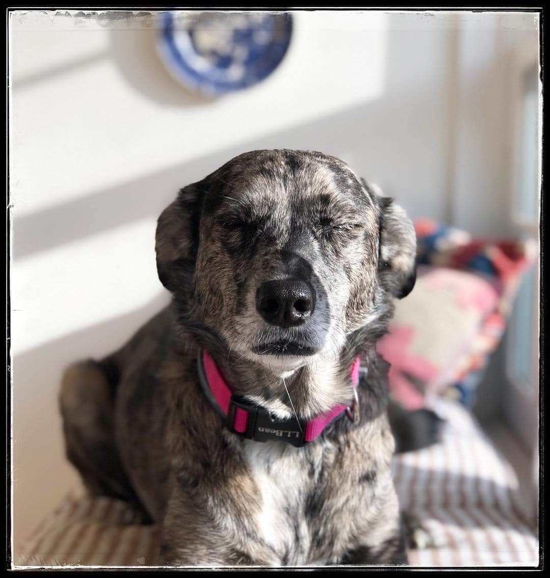 Grace Bonneyさんのインスタグラム写真 - (Grace BonneyInstagram)「A reminder to take the day easy, nap, and close your eyes whenever you can- especially to soak up the new spring sun. Winky is my forever inspiration. She always reminds me to slow down and take it all in. ♥️」3月31日 6時59分 - designsponge