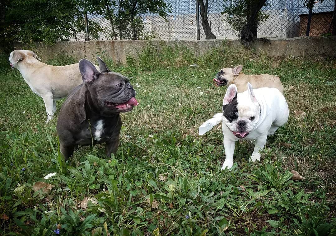 Manny The Frenchieのインスタグラム：「It's Take a Walk in the Park Day! I usually rather people watch, but walks are pretty fun too, especially with these guys. Along with a healthy diet from @halopets, romping outside helps with our overall health! 😀🐾🐾 #takeawalkintheparkday」