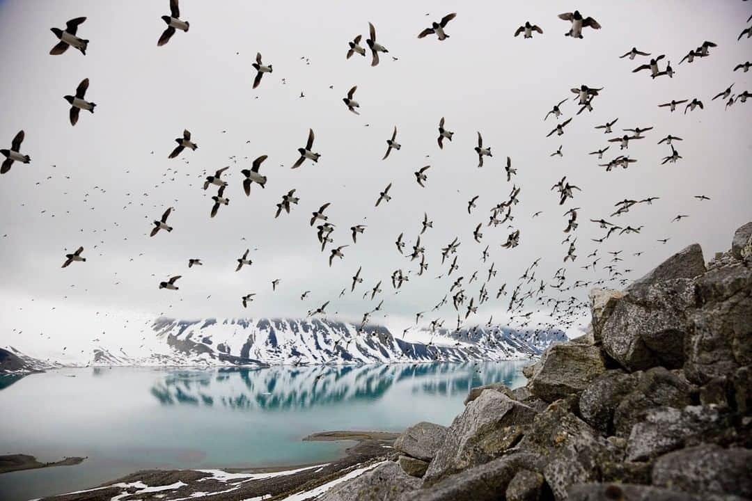 National Geographic Travelさんのインスタグラム写真 - (National Geographic TravelInstagram)「Photo by @PaulNicklen | A flock of little auks, also known as dovekies, fly above the shores of Svalbard. These small sea birds moved in beautiful arrangements across the sky and were a reminder of how fascinating nature’s intricate patterns are. #FollowMe at @PaulNicklen for more photos of #wildlife from around the world. #Norway #Svalbard #nature #dovekies #birds」3月31日 7時03分 - natgeotravel