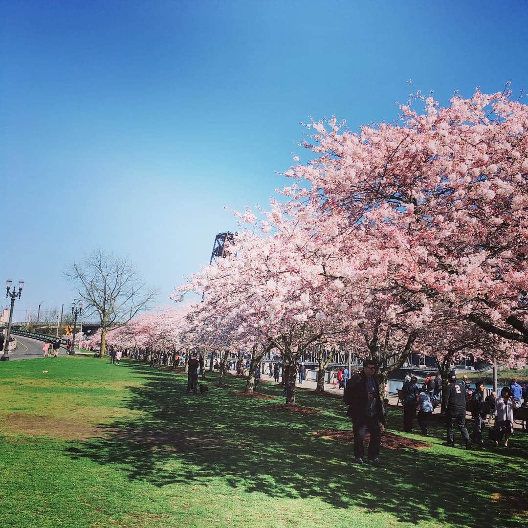 栗山麗美さんのインスタグラム写真 - (栗山麗美Instagram)「* まさかアメリカでお花見ができるなんて🌸🌸🌸 * まるで日本？と錯覚してしまうほど立派な桜並木😳✨✨ 100本以上の桜が満開でちょうど見頃でした👏 * * シートを広げている人は数える程、そしてほぼ日本人🤣 お隣のSaturday Market でランチを買ってピクニックしました🍡 * * なぜこんなに桜が植えられているのかというと「日系アメリカ人史跡記念広場公園」とも呼ばれるこの公園は、日系アメリカ人のためのメモリアル・パークなんです。 （第二次世界大戦中にアメリカの捕虜収容所に収容された日系人を追悼する公園）  美しい桜をバックに多くの方が写真を撮っていました☺️ * * ポートランドは雨季が長いので待ちに待った春の訪れを桜とともに感じられて幸せな週末✨ * * The cherry blossoms have bloomed along the waterfront park. It is so awesome. I felt like I was in Japan. * #cherryblossoms #waterfrontpark #JapaneseAmericanHistoricalPlaza #oregon #portland #hanami #sakura #お花見 #桜 #アメリカでお花見 #ポートランド花見 #ポートランド #アメリカ暮らし #ポートランド生活 #アメリカ育児 #アメリカ子育て」3月31日 7時04分 - reimi.kuriyama