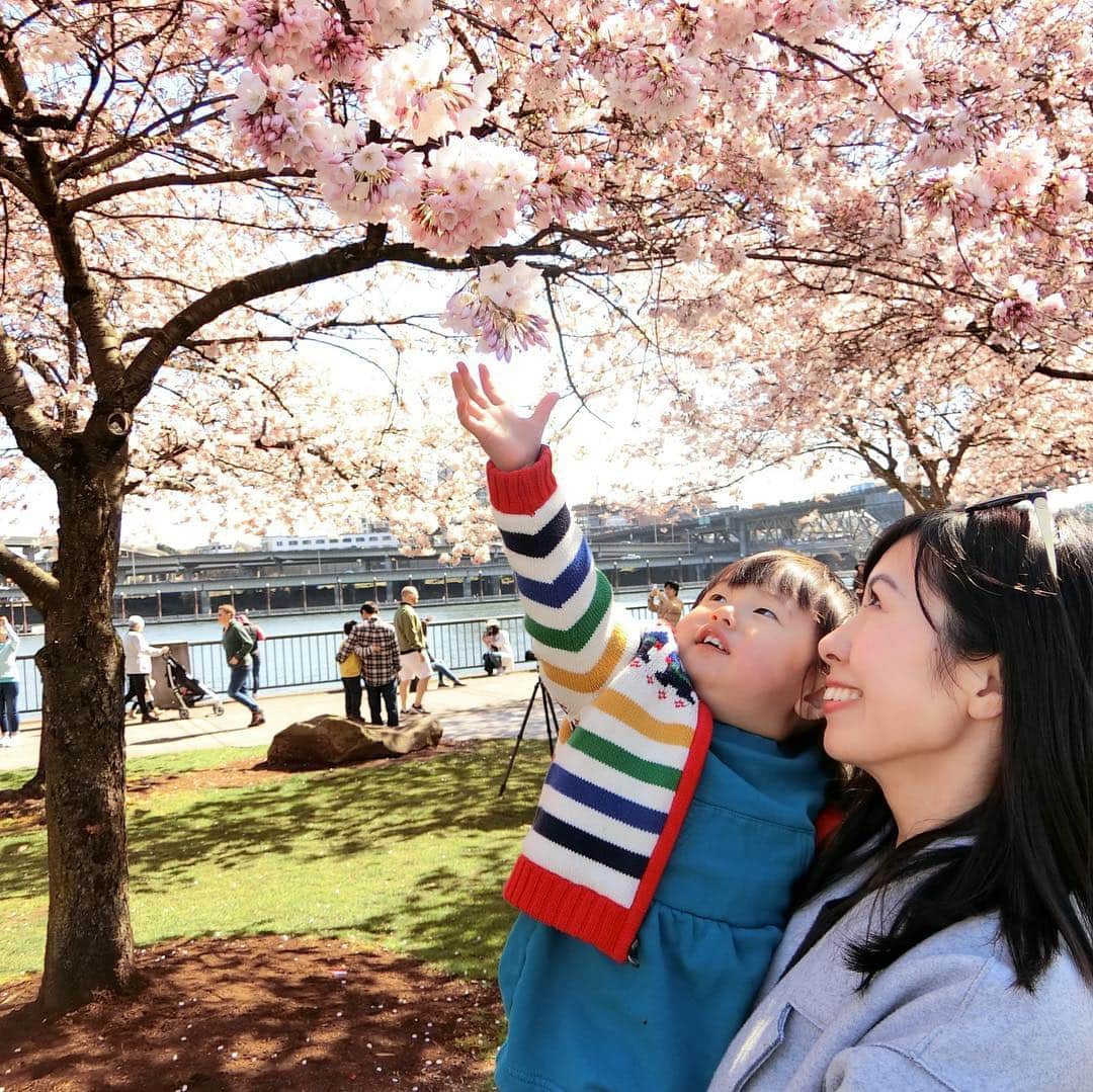 栗山麗美のインスタグラム：「* まさかアメリカでお花見ができるなんて🌸🌸🌸 * まるで日本？と錯覚してしまうほど立派な桜並木😳✨✨ 100本以上の桜が満開でちょうど見頃でした👏 * * シートを広げている人は数える程、そしてほぼ日本人🤣 お隣のSaturday Market でランチを買ってピクニックしました🍡 * * なぜこんなに桜が植えられているのかというと「日系アメリカ人史跡記念広場公園」とも呼ばれるこの公園は、日系アメリカ人のためのメモリアル・パークなんです。 （第二次世界大戦中にアメリカの捕虜収容所に収容された日系人を追悼する公園）  美しい桜をバックに多くの方が写真を撮っていました☺️ * * ポートランドは雨季が長いので待ちに待った春の訪れを桜とともに感じられて幸せな週末✨ * * The cherry blossoms have bloomed along the waterfront park. It is so awesome. I felt like I was in Japan. * #cherryblossoms #waterfrontpark #JapaneseAmericanHistoricalPlaza #oregon #portland #hanami #sakura #お花見 #桜 #アメリカでお花見 #ポートランド花見 #ポートランド #アメリカ暮らし #ポートランド生活 #アメリカ育児 #アメリカ子育て」