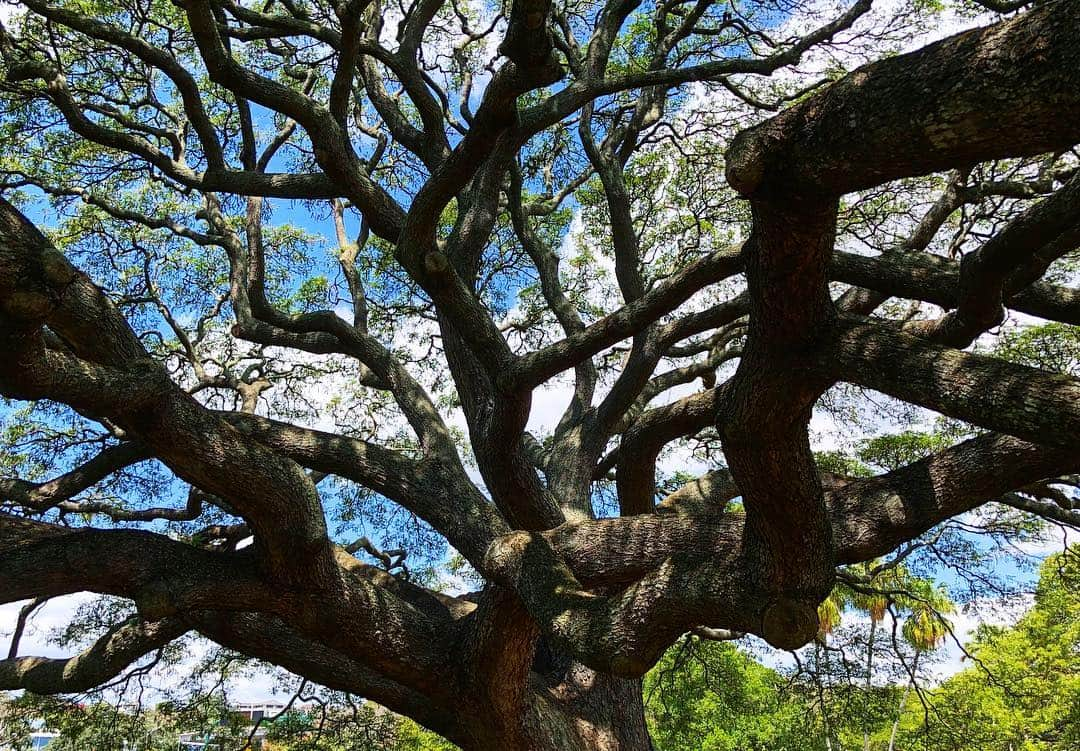 Tomoyaさんのインスタグラム写真 - (TomoyaInstagram)「この木なんの木🌳 と、その中身🤫  #moanaluagardens #気になる気になる木〜🌳」3月31日 7時07分 - tomo_10969