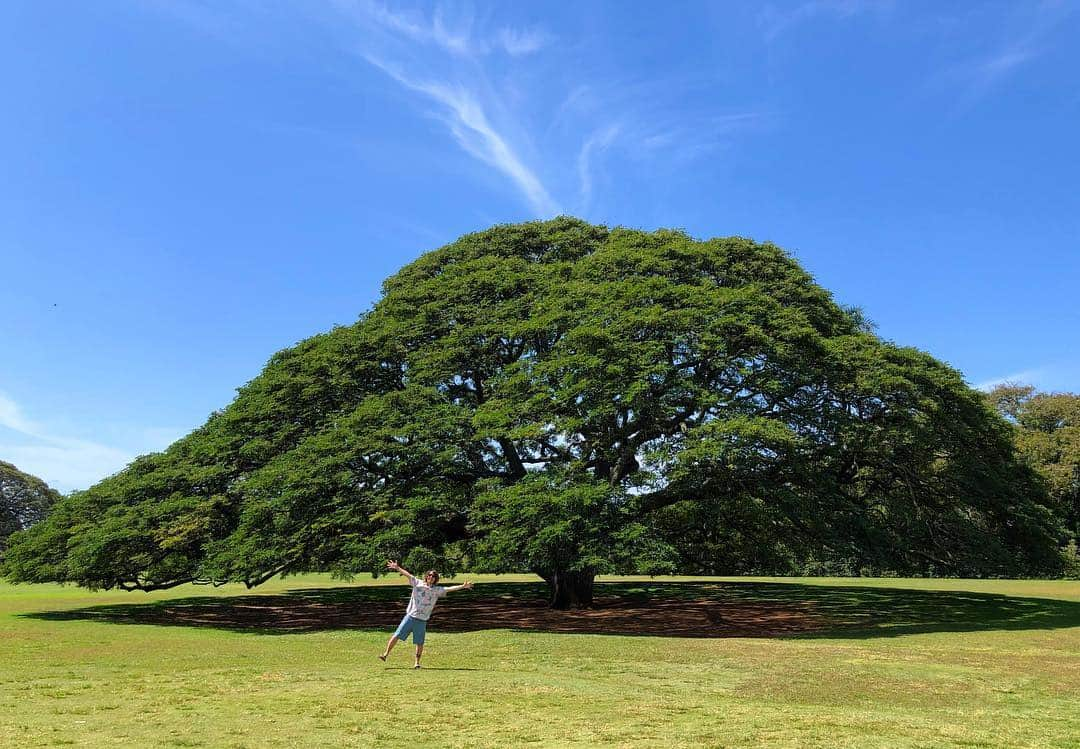 Tomoyaさんのインスタグラム写真 - (TomoyaInstagram)「この木なんの木🌳 と、その中身🤫  #moanaluagardens #気になる気になる木〜🌳」3月31日 7時07分 - tomo_10969