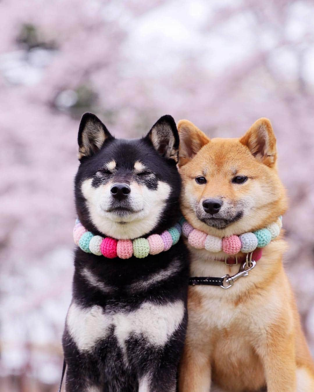 黒柴みくさんのインスタグラム写真 - (黒柴みくInstagram)「🌸🌸 ✧︎ 昨日は公園でお花見したよ🐻🦊🌸 ✧︎ ①と② みくりな交互に瞑想🤣 ③ ザ真顔 ✧︎ #ぴとっ #さくら ✧︎ 今日はインターペット行って来ます🚗💨 ✧︎ 📷 #EOSRP ＋RF24-105mm F4 L IS USM⠀ ✧︎ ✧︎ #黒柴みく 🐾6歳 #柴犬りな 🐾7ヶ月 2019.3.31㊐」3月31日 7時26分 - 9648miku