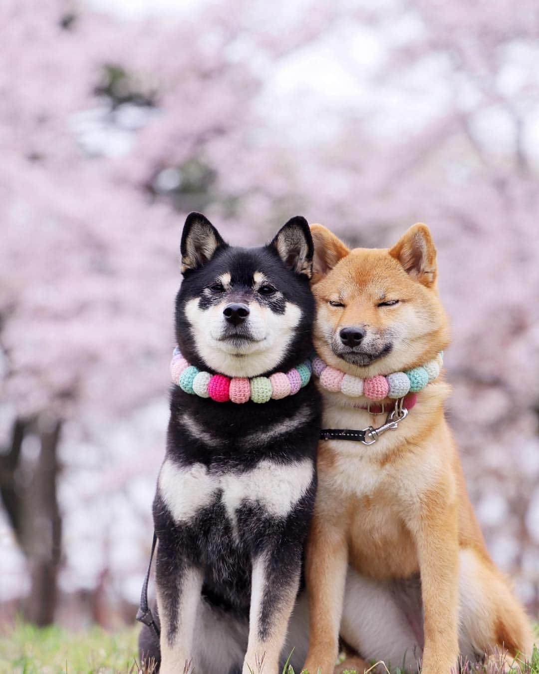 黒柴みくさんのインスタグラム写真 - (黒柴みくInstagram)「🌸🌸 ✧︎ 昨日は公園でお花見したよ🐻🦊🌸 ✧︎ ①と② みくりな交互に瞑想🤣 ③ ザ真顔 ✧︎ #ぴとっ #さくら ✧︎ 今日はインターペット行って来ます🚗💨 ✧︎ 📷 #EOSRP ＋RF24-105mm F4 L IS USM⠀ ✧︎ ✧︎ #黒柴みく 🐾6歳 #柴犬りな 🐾7ヶ月 2019.3.31㊐」3月31日 7時26分 - 9648miku