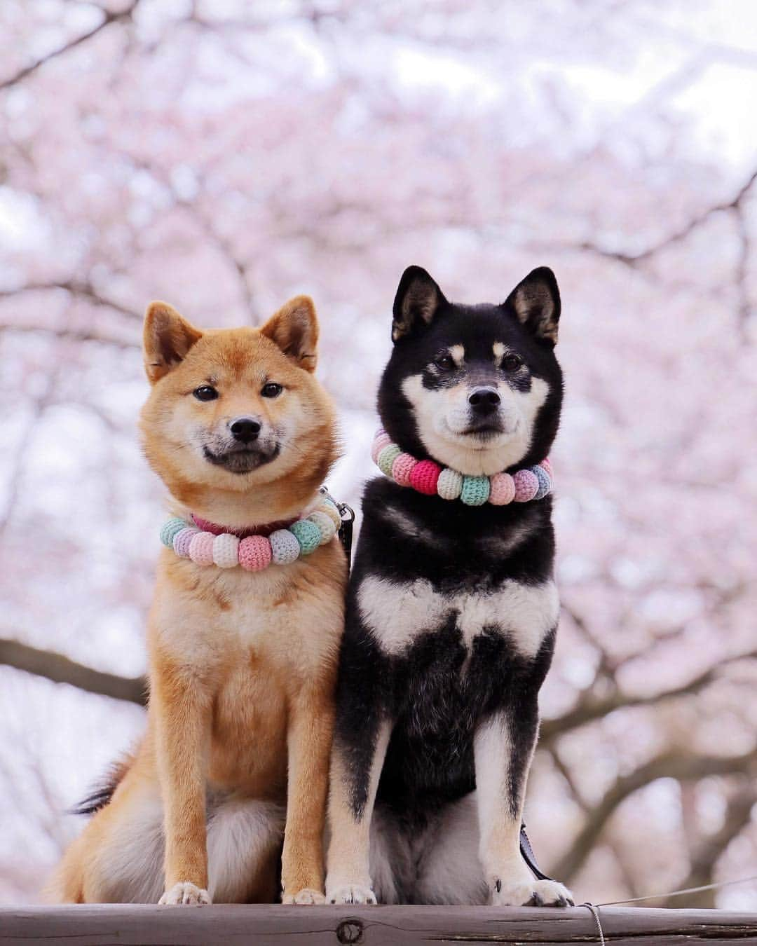 黒柴みくさんのインスタグラム写真 - (黒柴みくInstagram)「🌸🌸 ✧︎ 昨日は公園でお花見したよ🐻🦊🌸 ✧︎ ①と② みくりな交互に瞑想🤣 ③ ザ真顔 ✧︎ #ぴとっ #さくら ✧︎ 今日はインターペット行って来ます🚗💨 ✧︎ 📷 #EOSRP ＋RF24-105mm F4 L IS USM⠀ ✧︎ ✧︎ #黒柴みく 🐾6歳 #柴犬りな 🐾7ヶ月 2019.3.31㊐」3月31日 7時26分 - 9648miku