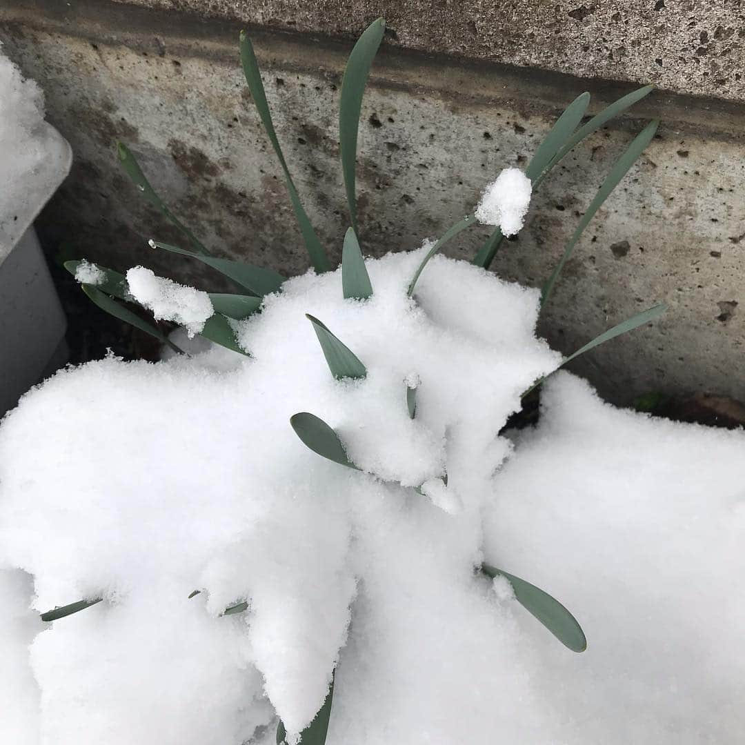 魔女菅原さんのインスタグラム写真 - (魔女菅原Instagram)「雪割れ水仙☃️✨☃️✨☃️ この子は強いから大丈夫でしょ。  #魔女菅原  #春の園芸」3月31日 7時50分 - hatsuyosugawara