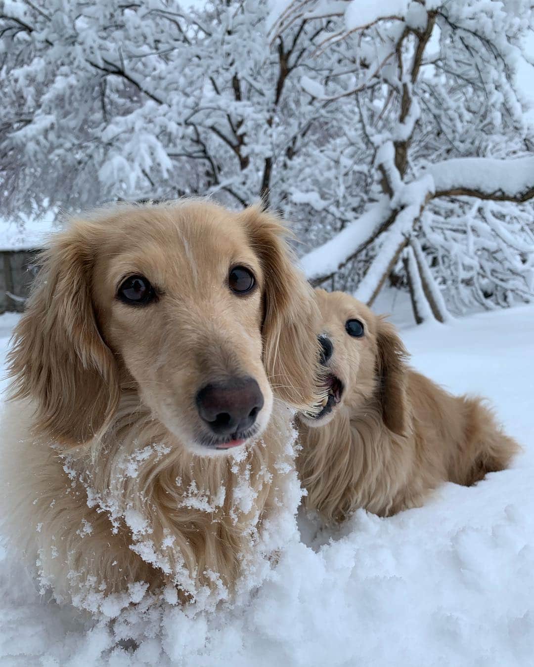ハッチ＆ニコのインスタグラム：「Good morning ❄️ まさかまさかの今年一番の積雪で おはようございます🐶🐶🎵 #カメラ嫌い同好会 #pecoいぬ部 #犬の生活が第一 #癒しわんこ #dachshund #犬バカ部 #短足部 #ふわもこ部 #tokyocameraclub #東京カメラ部」