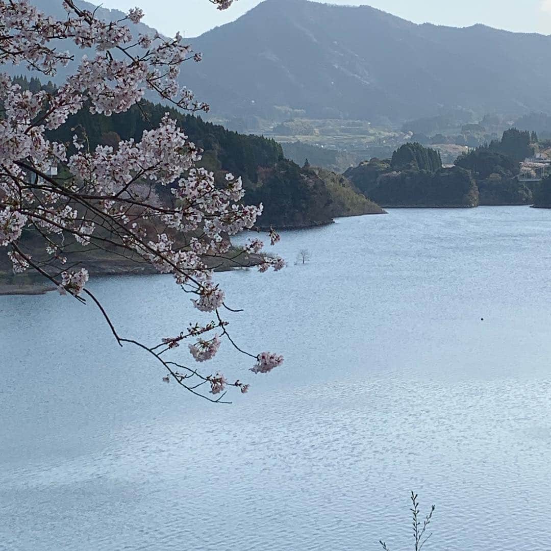 山内要さんのインスタグラム写真 - (山内要Instagram)「今日は さくら健康フェスタin美里  皆様と一緒に歩きます〜♪ 10回目にして、約1500人‼︎過去最高の参加者有難う御座います〜♪緑川ダム周辺  桜は満開に近いですよ〜♪ #熊本県 #美里町 #桜 #さくら#健康フェスタ」3月31日 8時07分 - keitokujiro