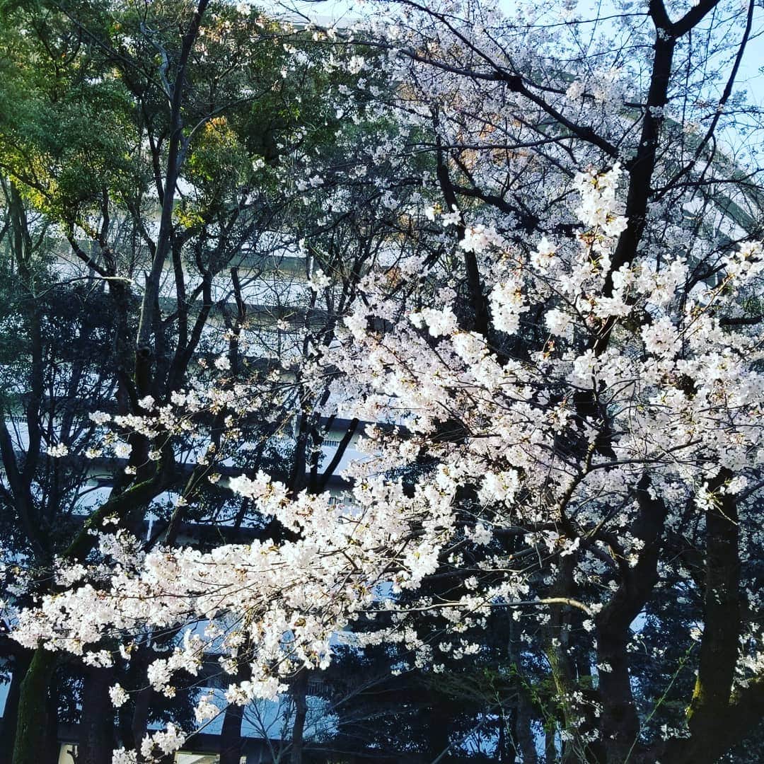 のインスタグラム：「おはようございます～ 早く目が覚めたので 朝の散歩に行ってきました🎵  昨夜の雷と雨にはビックリ でしたが、朝の空気は すんでいてキレイ😊 風が少し冷たくて 青空が広がって好きな朝✨  桜もキレイでした🌸  さて、朝ごはんは 何にしようかな～  #朝さんぽ #お花見 #桜  #青空」