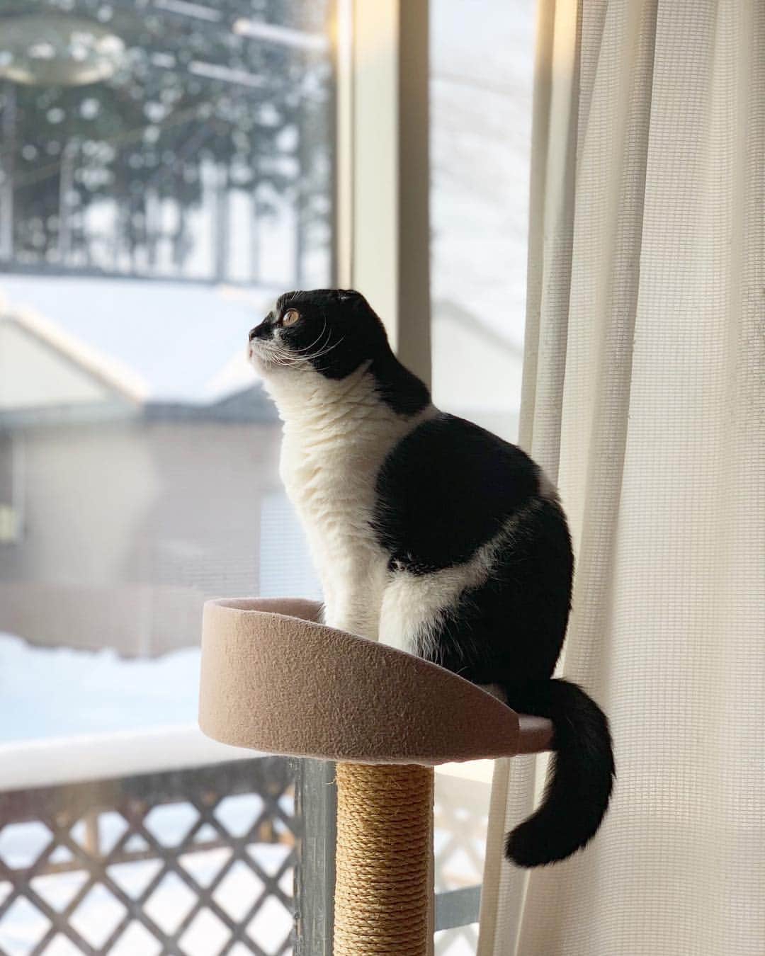 のインスタグラム：「Good morning!! ☃️❄️おはムーギー‼︎ *  3月も終わりなのに、昨日から❄️雪が降っているんですけど⁉︎ しかも今日仕事だし😒 * *  #しっぽ祭 #ムーギー#muugieeboy#neko#cat#猫#ネコ#ねこ#スコティッシュフォールド#まんじゅう部#scottishfold#catsofinstagram #cats_of_instagram#cats_lover#ハチワレ」