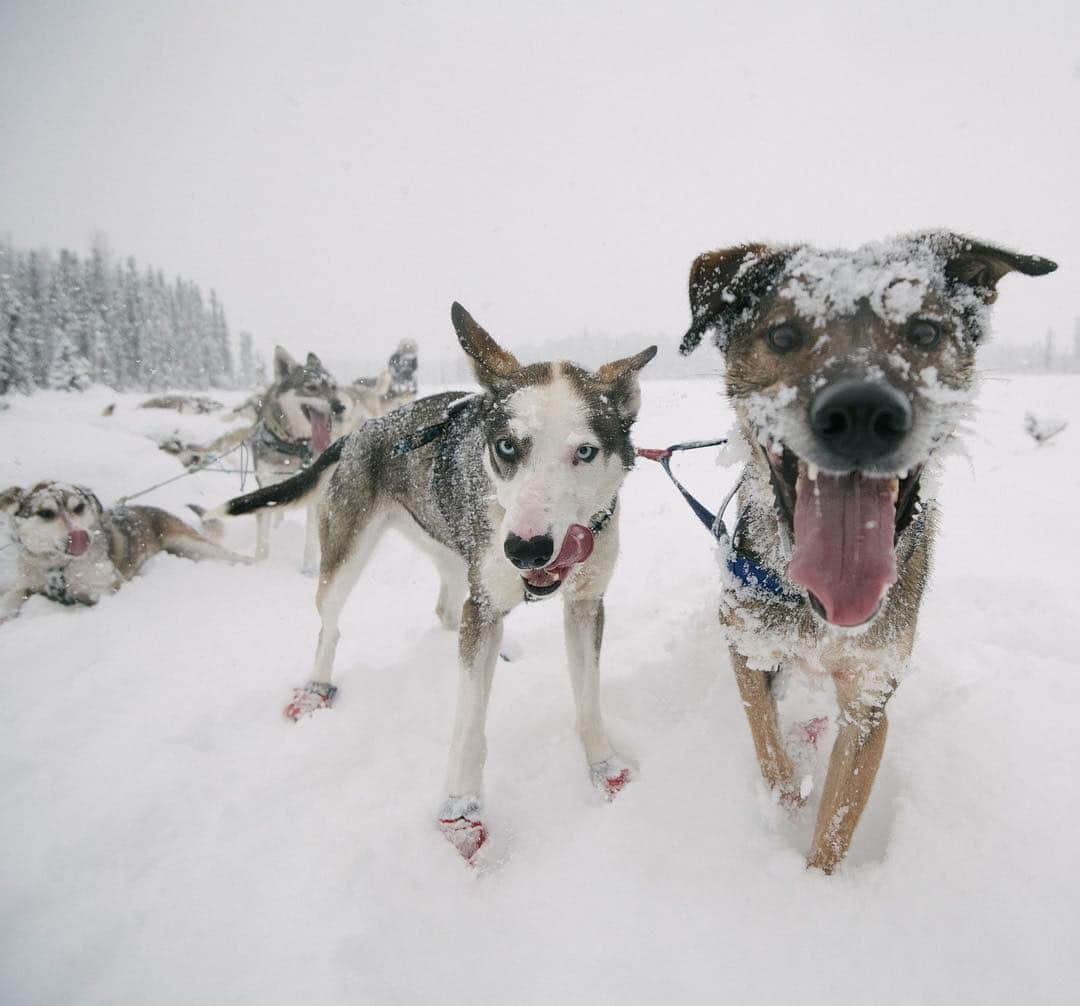 Vogueさんのインスタグラム写真 - (VogueInstagram)「“Many images come to mind when I think about running dogs: I think about the immense joy the dogs expel, their infectious energy and love of running," says Alison Lifka. "I think about the cool wind and winter sun shining down on us as the team and I trot through the snowy wilderness that few travel and few appreciate as much as sled dogs and mushers. Finally, I think about curling up in a bed of straw with my team for a short nap before continuing on down the trail. I don’t run dogs to finish. I run dogs for the joy of the moment, the peace of the trail.” Tap the link in our bio to meet five #AmericanWomen racing in this year's Iditarod. Photographed @kiliiiyuyan」3月31日 8時40分 - voguemagazine