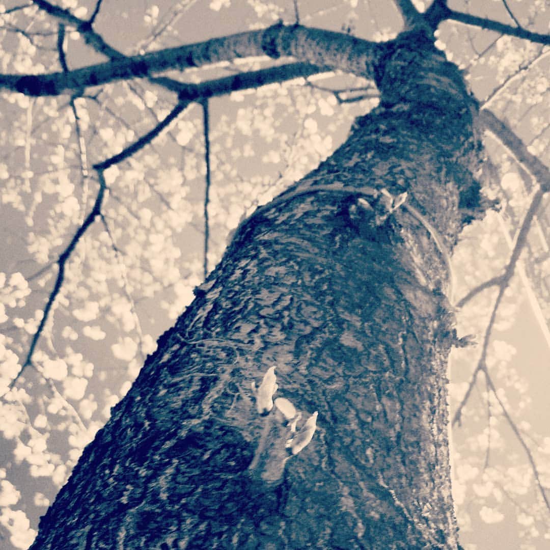 前田真里さんのインスタグラム写真 - (前田真里Instagram)「Ibuki  #cherryblossom  #tokyostation  #桜　#東京カメラ部　#tokyocameraclub  #spring #streetphotography  #snap #city #tree #夜景　#花見」3月31日 8時52分 - maedamari