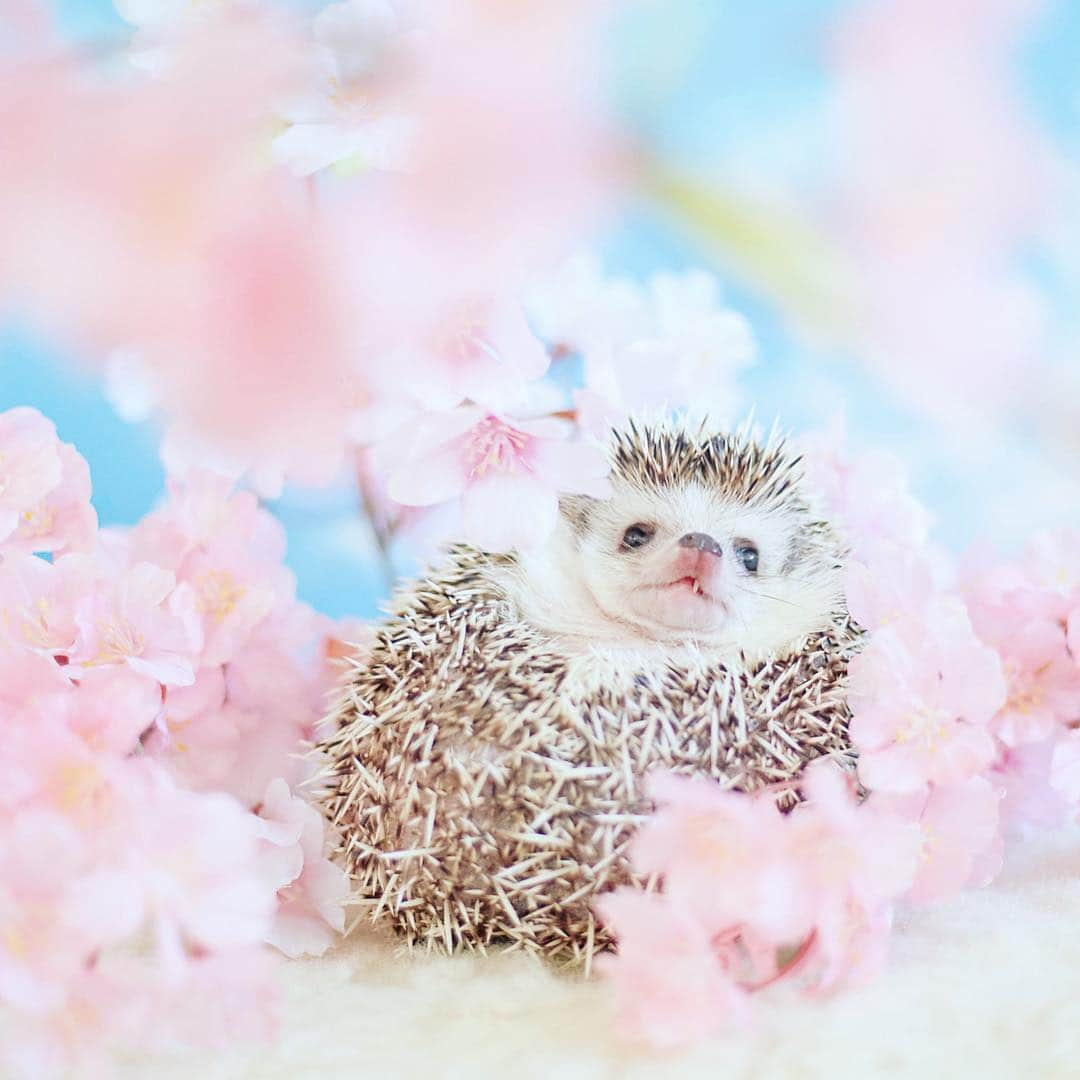 あずきさんのインスタグラム写真 - (あずきInstagram)「Today is a perfect day for cherry blossom viewing🌸🌸🌸.(This pic taken 2years ago. Model: Azuki☺️) 今日はお花見日和になりそうですね！ついでに 後楽園に寄って #hedgeholic展 はいかがですか？😄✨✨ . . 本日は高2お兄ちゃんがレジ担当。慣れてないので滞る場合があるかと思いますがお手柔らかにお願いします😅🙏✨ . . あ、あと！重大なお知らせ２つ！ . スタジオ内のフローリングスペースは土足禁止なので靴を脱いでいただくのですが、受付までのコンクリ部分は靴のままでOKです。(こちらの説明不足で、入るなり靴を脱がれる方続出のためお知らせします💦) . それと、以前の投稿で位置情報を追加したのですが、地図のピンの位置📍が手前の建物になってしまうようです。しかも道も一本手前にあるように見えてしまうので、春日通りを曲がる際は、コインパーキングの角を曲がるようにしてください。黒いハリアー🚙が前に停まっている秋山ビルという建物になります🙏🙏🙏 . 今日も皆さんのお待ちを楽しみに待っています☺️ . . . 場所: アトリエリュヴァン http://atelierruban.com 住所: 東京都文京区小石川2-3-10 秋山ビル1階 会期: 3/29-4/7 時間: 12:00〜19:00 . . . #写真展 #写真展のお知らせ #cherryblossom #cherrybloosomviewing #花見 #サクラ  #はりねずみ #ハリネズミ #hedgehog #pygmyhedgehog #lovelypet #cuteanimals #はりねずみのあずき #hedgie #Hérisson  #고슴도치 #刺猬 #hedgehogazuki  #hedgehogsofinstagram #animaladdicts #cuddles #meowed #hedgehogazuki  #cutepetclub #worldofcutepets #animalvibes」3月31日 9時04分 - hedgehog_azuki