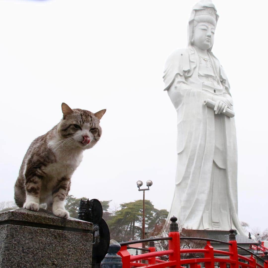 Nyankichi Noranekoさんのインスタグラム写真 - (Nyankichi NoranekoInstagram)「高崎(群馬県)の観音様もビッグにゃり😸  #猫 #고양이 #แมว #貓 #кошка #qata #chat #ニャンスタグラム #gato #喵星人 #ねこ部 #旅猫 #動物 #ねこのきもち #ニャン吉 #kawaii #保護猫 #イケニャン #japan #猫写真 #ねこ #seekor #ネコ #旅貓 #群馬 #群馬県 #高崎 #高崎市 #高崎白衣大観音」3月31日 9時15分 - noraneko_nyankichi