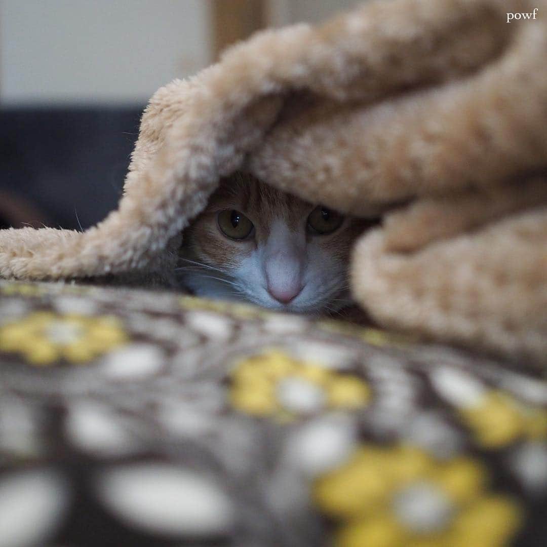 anemone_69のインスタグラム：「. morning! . . #ハカセとキョウジュ #茶トラ白 #茶白 #cat #猫 . .」