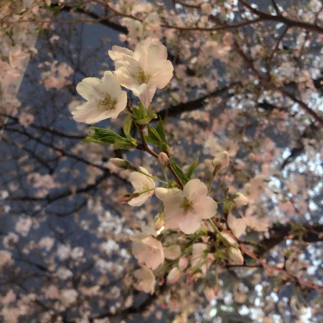 佐竹明咲美さんのインスタグラム写真 - (佐竹明咲美Instagram)「出会いと別れの季節で 感情がぐるぐるする毎日😯 そんな気持ちをスーッと落ち着かせてくれた桜🌸 大切な方たちの旅立ちを受け入れると同時に、 新しい出会いも、 これからもっと大切にしていきたいなぁと そんな気持ちにしてくれました☺️ . . さて、とてもとても受けたかった ワークショップに参加するため 東京に行っていたのですが、 その帰りに立ち寄った目黒川のお花見会場は大人気！  人波でなかなか前に進めなかったのですが、 そのおかげでゆっくり桜を見ることができました😌🌸 岡山でも花見するぞー！ 岡山市内の桜は今週後半が見ごろだそうですよ🥰  さてさてさてさて！！！！ 私はこれから#かじ祭り へ向かいます！！！ 香川を盛り上げたいという 香川県住みます芸人の#梶剛 さん主催のイベント！ 瀬戸大橋記念公園で きょう午前10時〜午後3時までです！ ぜっっったい楽しい！！！！. .  #花見 #桜 #出会いと別れの季節 #そういえば平成最後の花見 #元号は何になるのでしょうか #これからかじ祭り！#ロケぱぁんで本当にお世話になった兄的存在」3月31日 9時39分 - asami_satake