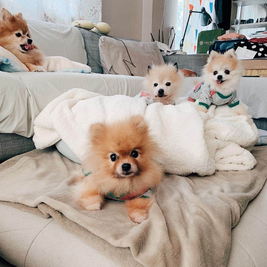 r_oseのインスタグラム：「The reason that keeps me alive 🦊🐰🦁🐯〰️」