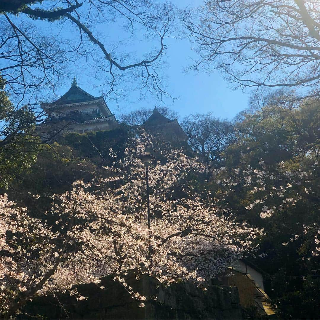 本谷紗己さんのインスタグラム写真 - (本谷紗己Instagram)「#和歌山城 #桜 ﻿ 見頃はいまかな？🌸﻿ ﻿ 選挙の帰りに桜を見てきました🐰💕﻿ ﻿ そして、﻿ 市和歌山、智辯和歌山﻿ ﻿ 両校ともおつかれさまでした！﻿ 一緒に青春できた気分になれました⚾️﻿ ﻿ 夏も楽しみです！﻿ ﻿ 和歌山を盛り上げてくれてありがとう☺️💕﻿ ﻿  明日、新元号が発表されますね！ わたしはきっと電車の中で知る🚃😳 ﻿ ﻿ #insta_wakayama #wakayama #さぴ和歌山﻿ #なんて素敵な和歌山なんでしょう #和歌山 #和歌山城 #お花見 #お散歩 #選挙 #新元号 #市和歌山 #智辯和歌山 #ありがとう #高校野球 #センバツ #ポジティブアクティブアグレッシブ」3月31日 20時46分 - sappyon38