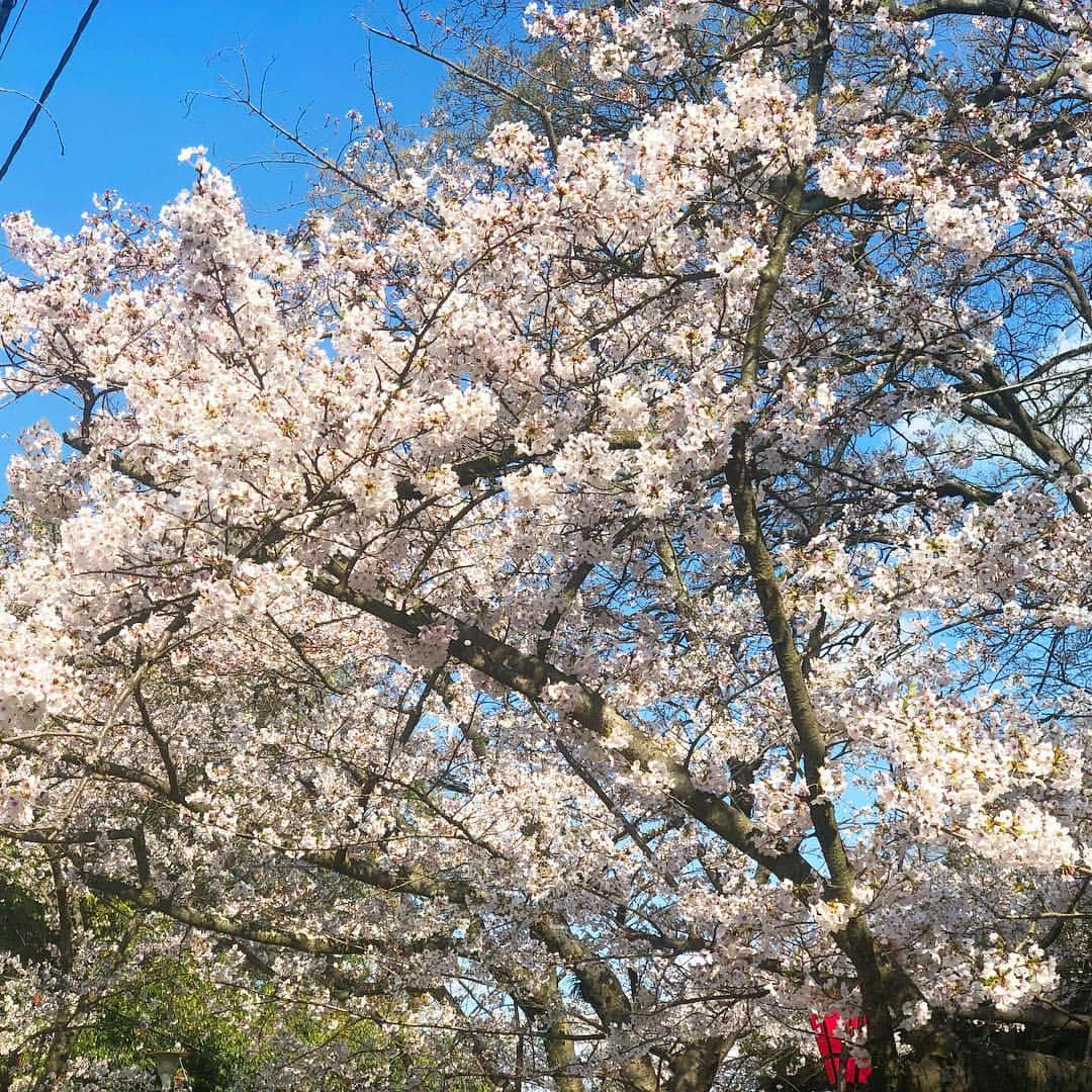 本谷紗己さんのインスタグラム写真 - (本谷紗己Instagram)「#和歌山城 #桜 ﻿ 見頃はいまかな？🌸﻿ ﻿ 選挙の帰りに桜を見てきました🐰💕﻿ ﻿ そして、﻿ 市和歌山、智辯和歌山﻿ ﻿ 両校ともおつかれさまでした！﻿ 一緒に青春できた気分になれました⚾️﻿ ﻿ 夏も楽しみです！﻿ ﻿ 和歌山を盛り上げてくれてありがとう☺️💕﻿ ﻿  明日、新元号が発表されますね！ わたしはきっと電車の中で知る🚃😳 ﻿ ﻿ #insta_wakayama #wakayama #さぴ和歌山﻿ #なんて素敵な和歌山なんでしょう #和歌山 #和歌山城 #お花見 #お散歩 #選挙 #新元号 #市和歌山 #智辯和歌山 #ありがとう #高校野球 #センバツ #ポジティブアクティブアグレッシブ」3月31日 20時46分 - sappyon38