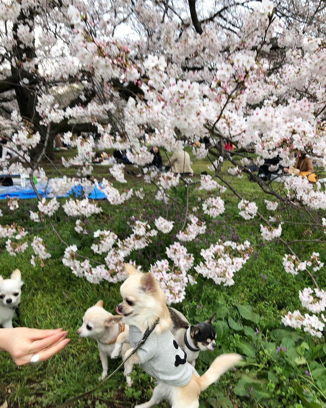 松本恵奈さんのインスタグラム写真 - (松本恵奈Instagram)「チームclaneでお花見したよ🌸急すぎて若干人数少なめだったけど楽しかった👌🏻yukoにも久しぶりに会えて嬉しかったー◎ #チームclane #お花見」3月31日 20時48分 - ena1123
