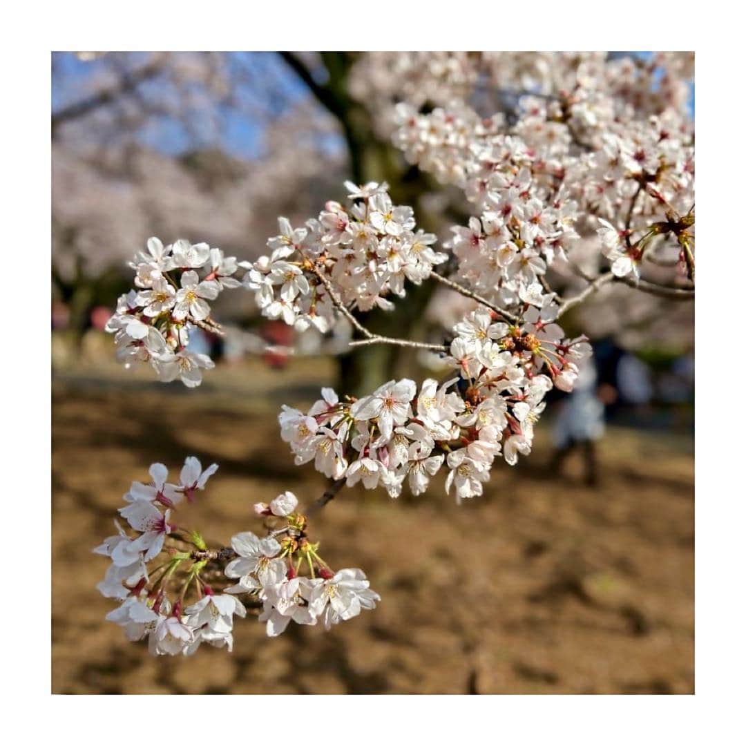 古川美有さんのインスタグラム写真 - (古川美有Instagram)「At the best🌸  #お花見 #桜 #満開 #sakura #cherryblossom #fullbloom  #springhascome」3月31日 19時14分 - miyukogawa