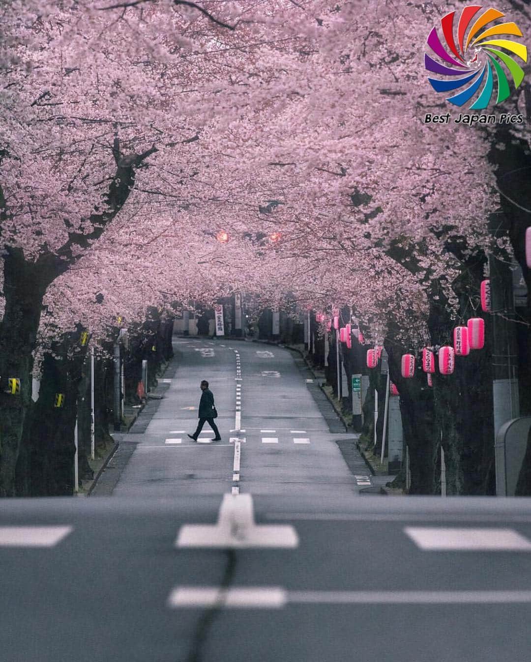 Follow & use #bestjapanpicsさんのインスタグラム写真 - (Follow & use #bestjapanpicsInstagram)「👑TODAY'S bestjapanpics👑 . 🎌 CONGRATS to @asamu_17 🎌 日本で撮られた素敵なお写真へのタグ付けありがとうございます🗻✨ . 📷 chosen by @ig__bee （Mod） FOUNDER: @quelmarietto  LOCALITY:  千葉県 CATEGORY:  #桜#横断歩道#常盤平 . . •follow us @bestjapanpics_ . •use #bestjapanpics . 撮影地の都道府県をキャプション・コメントタグ・ジオタグのいずれかに入れて下さい。 . @bestjapanpics_ では、日本で撮られた素敵なお写真へのタグ付けをお待ちしています✨ . Select the amazing photos every day. ダグ付けをして頂いた中から、毎日素晴らしい写真を選出させていただきます👑 . We'd appreciate a : • REPOST or SCREEN 📷 . 🎌support community🎌 @factory_shotz 工場の写真. follow & tag : factory_shotz. . . @setouchi_gram 瀬戸内の魅力を. . Group is . @bestpics_community . @bestworldpics__ . . THANKS A LOT‼😊🏆👏 . #JAPAN #日本 #風景 #夕焼け #夜景 #海 #自然 #モノクロ #ポートレート . #art_of_japan_ #as_archive #daily_photo_jpn #icu_japan #jp_gallery #kids_japan #ig_phos #ray_moment #s_shot #kf_gallery」3月31日 19時16分 - bestjapanpics_