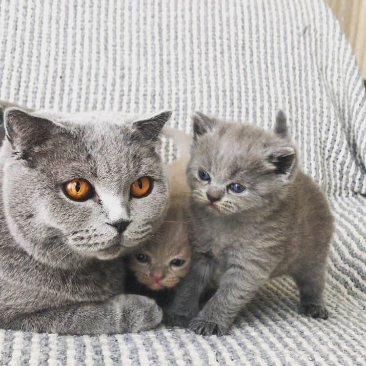 minik_catsのインスタグラム：「Hellooo 🤩 #cats 🎊🐱 #cutepetclub #vscoturkey #vscocam #vscocat #vsco #cat #cats #catsofinstagram #instacat #instadaily #instamood #instacool #instafollow #instapic #vscoturkey #vscolike #catstagram #catsagram #catsofworld #catslover #catoftheday #igers  #cute #pet #cutepetclub #catsoftheworld #gato_cats #catsloversworldworld #catsloversclub #thedailykitten #meowbox #catloversclub」