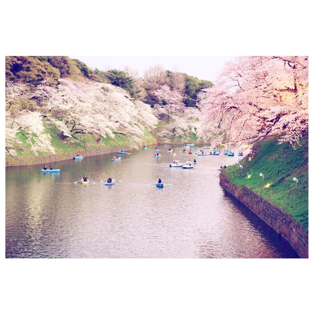 のインスタグラム：「写真スポットに並んでようやく撮影。 #千鳥ヶ淵 #九段下 #お花見 #桜 #満開 #cherryblossom #🌸」