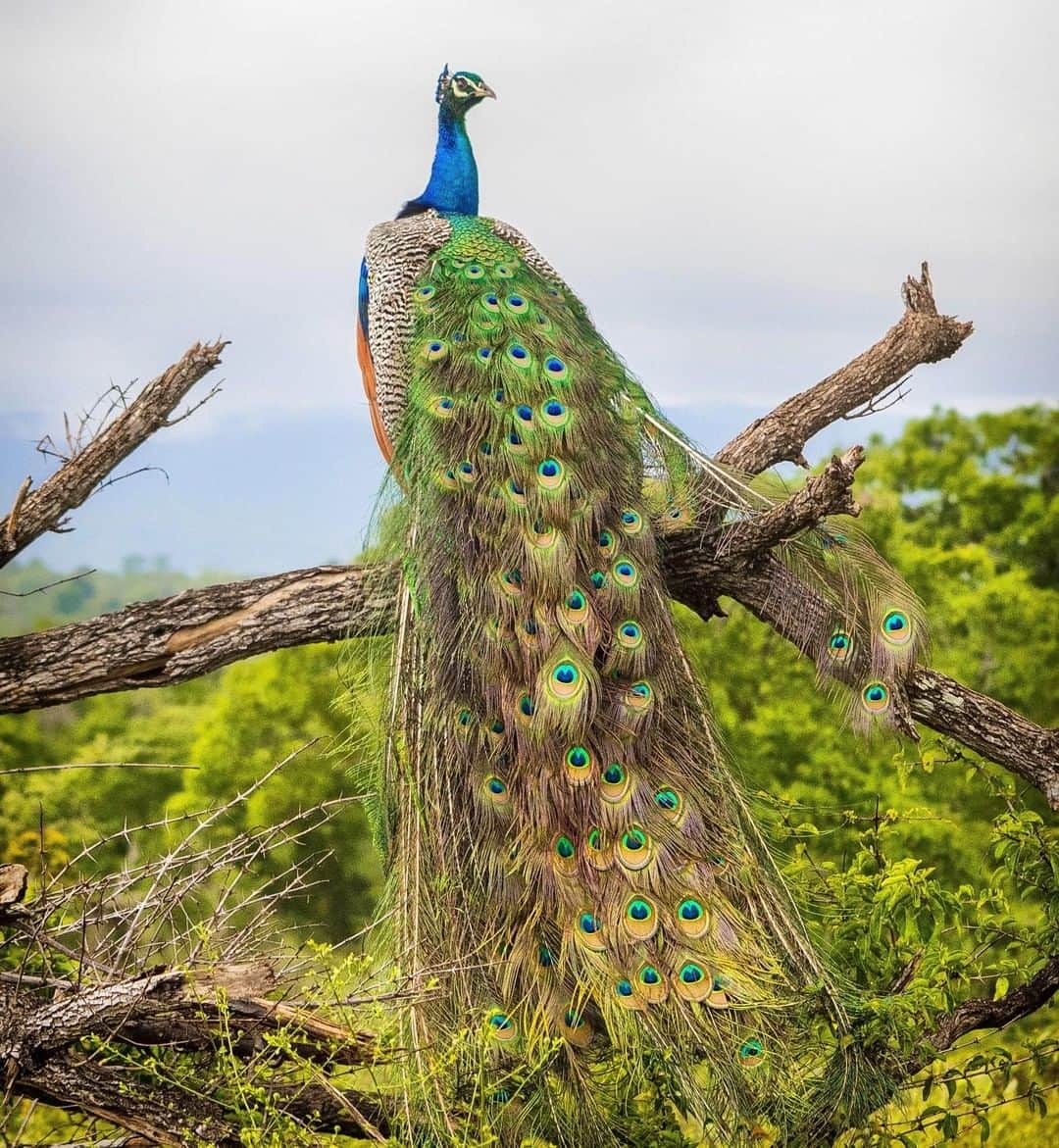 Lonely Planetさんのインスタグラム写真 - (Lonely PlanetInstagram)「'A male #peacock stands proud (as a peacock) on the lookout for a female to impress in Udawalawe National Park. The peacock is the largest of the pheasants and is native to #SriLanka and India. We saw dozens of these magnificent birds during safaris. Unfortunately, we never managed to spot one with its full and beautiful plumage displayed. This is reserved solely for courting females – we clearly didn’t qualify for such an exhibition! Nonetheless, the birds make for a beautiful spectacle at any time.' – @atlasandboots #lpinstatakeover #BestinTravel」3月31日 19時20分 - lonelyplanet