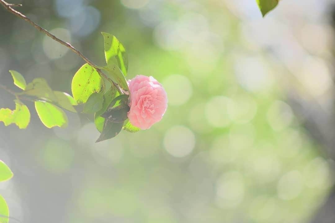 花の写真館のインスタグラム：「Photo by @takaniko_photography.⠀ https://instagram.com/takaniko_photography/⠀ .⠀ Original Post[投稿頂いたURL]⠀ https://www.instagram.com/p/BvcsnpIFQv-/⠀ .⠀ 本アカウントは、 #私の花の写真 をつけてInstagramに投稿された皆さまの花の写真や、「花の写真館」Facebookページで投稿された花の写真を紹介します。⠀ 「花の写真館」Facebookページは、「 @floral.photograph 」のプロフィールにあるURLからご覧ください。⠀ .⠀ #花の写真館 #floralphotograph #floralphoto #flower #flowers #富士フイルム #FUJIFILM⠀ Follow: @floral.photograph」