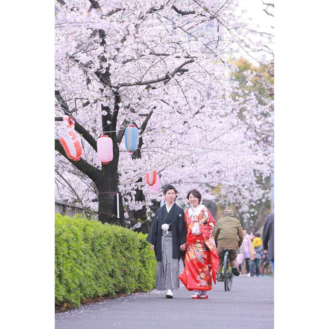 スタジオアクア新宿店さんのインスタグラム写真 - (スタジオアクア新宿店Instagram)「桜🌸 . Photographer：室屋 友美 @y.muroya_studioaqua Hair and make up：高野 優 @yu.hm_aqua . #和装ロケーション #桜 #和装 #色打掛 #紋付袴 . #d_weddingphoto #decollte_wedding_photo_group #スタジオアクア #スタジオアクア新宿店 #studioaqua #ウェディングフォト #ブライダルフォト #フォトスタジオ #前撮り #後撮り #結婚写真 #和装前撮り #和装後撮り #ウェディング #ブライダル #プレ花嫁 #卒花嫁 #卒プレ花嫁 #結婚式準備 #関東花嫁 #2019春婚 #2019夏婚 #ヘアメイク #ブライダルヘア」3月31日 19時24分 - studioaqua.shinjuku