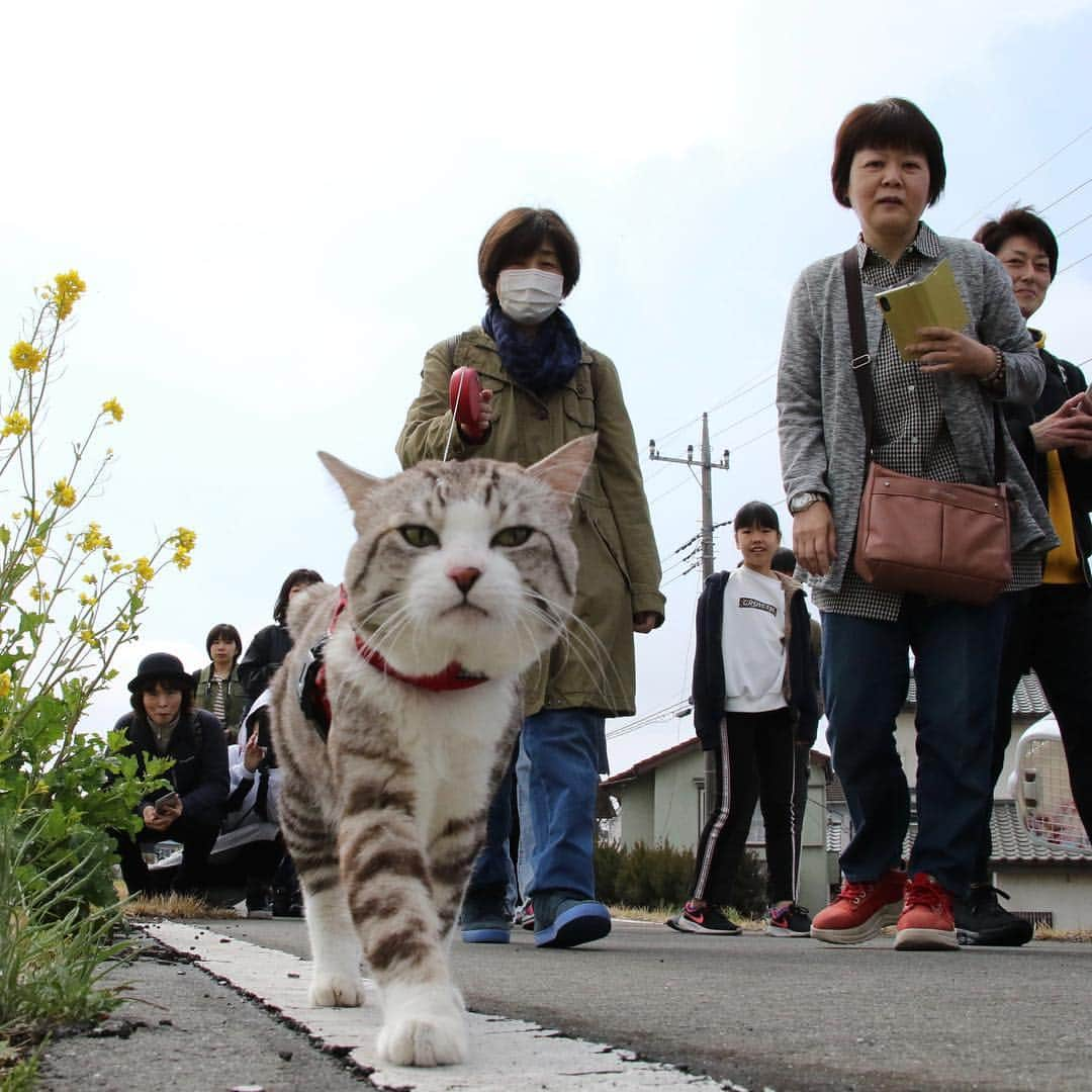 Nyankichi Noranekoさんのインスタグラム写真 - (Nyankichi NoranekoInstagram)「本日は「旅猫ニャン吉パトロールin高崎」で皆さんに笑顔を届けて参りましたにゃり😸 参加された方、休憩なしの超ロングパトロールにお付き合い下さいましてありがとうございました。 ぼくはとても楽しかったにゃりよ😀 今日はゆっくり休まれてくださいにゃりね😪  #猫 #고양이 #แมว #貓 #кошка #qata #chat #ニャンスタグラム #gato #喵星人 #ねこ部 #旅猫 #動物 #ねこのきもち #ニャン吉 #kawaii #保護猫 #イケニャン #japan #猫写真 #ねこ #seekor #ネコ #旅貓 #群馬 #群馬県 #高崎 #高崎市 #高崎 #パトロール」3月31日 19時28分 - noraneko_nyankichi