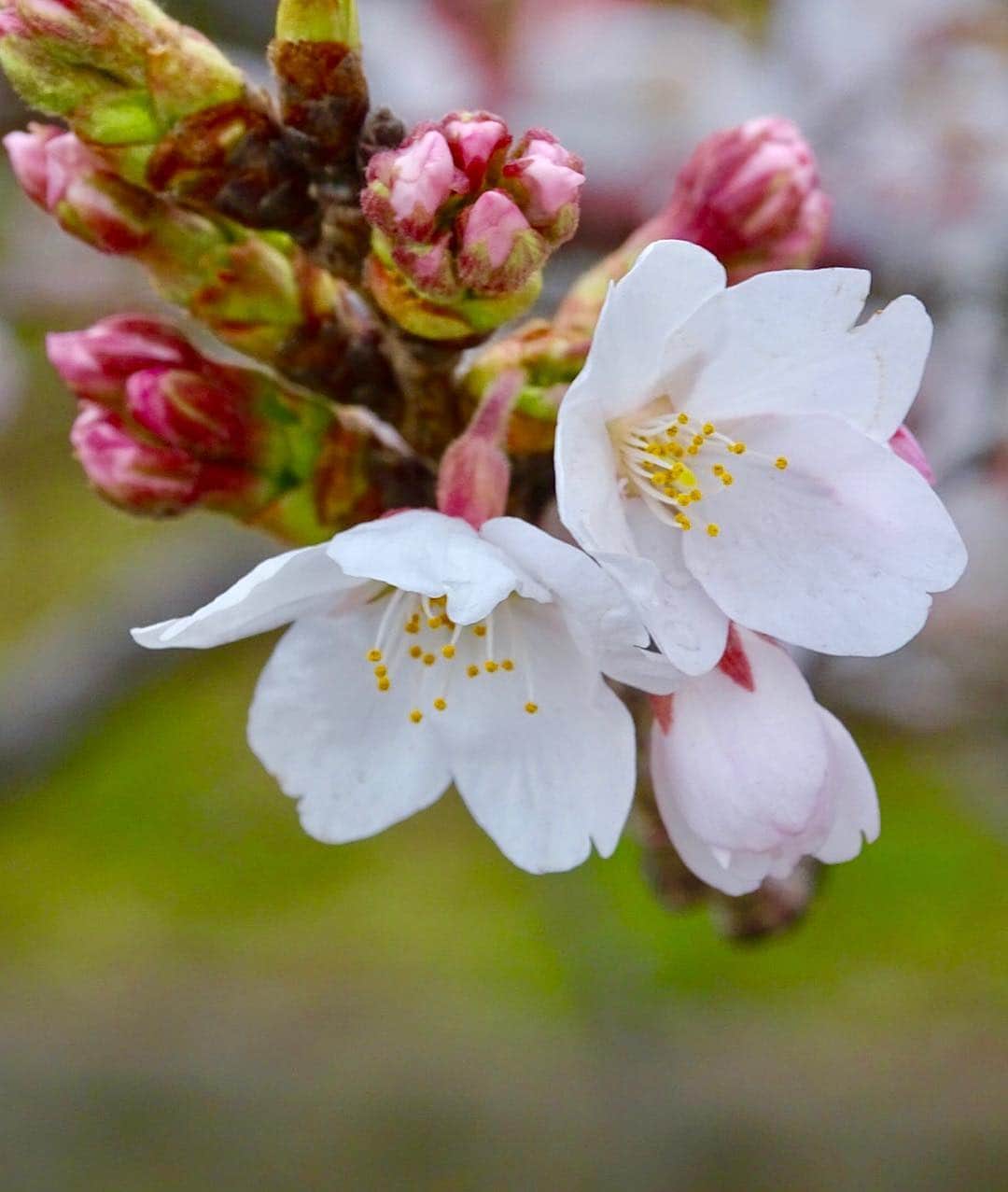 山本ミッシェールのぞみさんのインスタグラム写真 - (山本ミッシェールのぞみInstagram)「少し抜け出して… お花見🌸  #お花見  #桜  #はなよりだんご  #さんしょくだんご  #portrait_japan  #sakura  #japan #lovers_nippon_portrait #pics_jp #springinjapan」3月31日 19時35分 - michelle_yamamoto