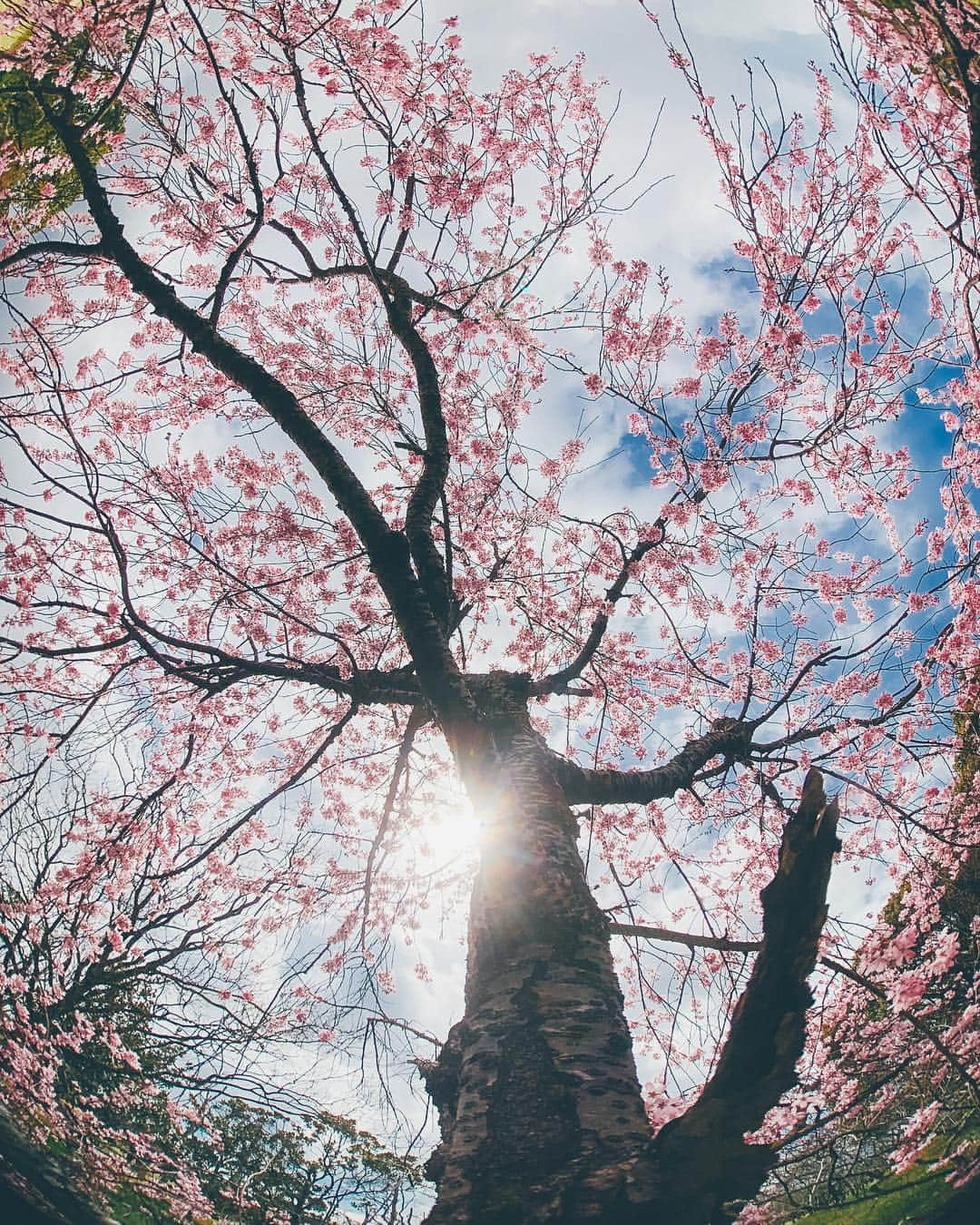 shinichi38さんのインスタグラム写真 - (shinichi38Instagram)「﻿ ﻿ ﻿ drooping cherry blossom 🌸﻿ ﻿ ﻿ iPhone Lens 📱﻿ @tokyo_grapher﻿ #tg_fish220﻿ #shoton_tg﻿ #shotoniphonexsmax」3月31日 19時42分 - shinichillout54