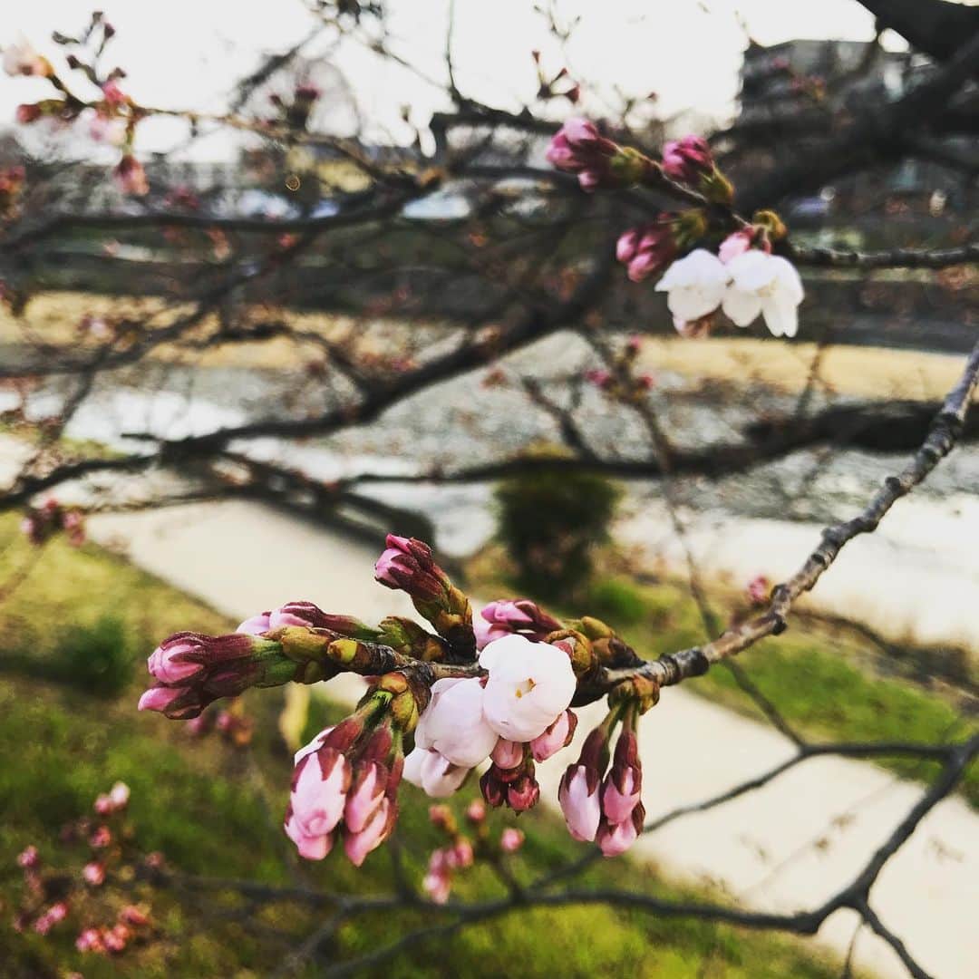 齊藤美絵さんのインスタグラム写真 - (齊藤美絵Instagram)「咲く直前の桜の蕾は、マゼンタピンクで最も濃くなり、咲くと軽やかで繊細な桜色に🌸  咲く直前のその濃厚な色を教えて頂き 今を重ね合わせて過ごした京都。  マウイからのご縁で今日があり、 導いて頂き、次への地図を手に🍀  マウイの母(京都では女将？！) Mikaさんありがとうございます🌸✨ #Sakura #桜 #京都 #蕾 #Maui #Kyoto #howtobeawesometoday #ツタエルヒト。」3月31日 19時43分 - saitomie