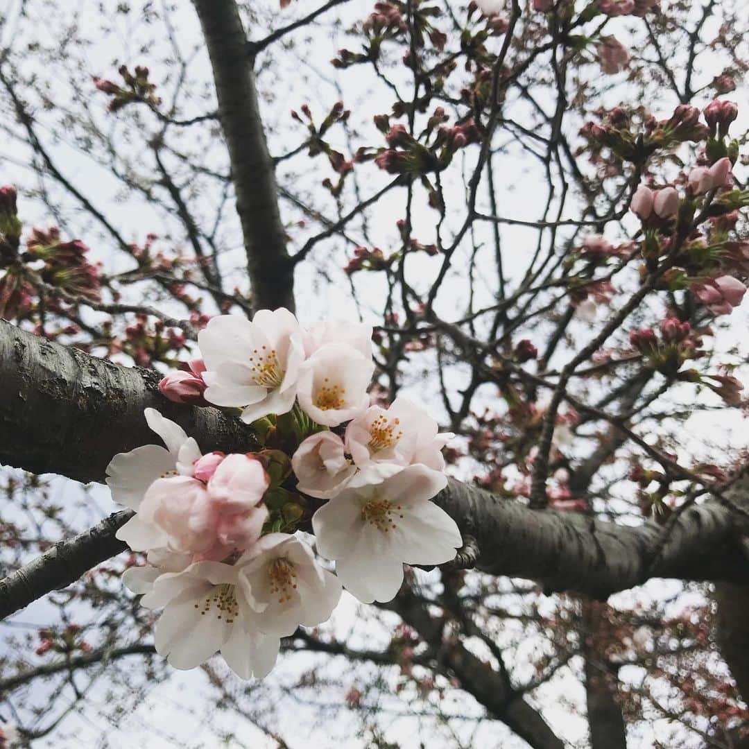 齊藤美絵さんのインスタグラム写真 - (齊藤美絵Instagram)「咲く直前の桜の蕾は、マゼンタピンクで最も濃くなり、咲くと軽やかで繊細な桜色に🌸  咲く直前のその濃厚な色を教えて頂き 今を重ね合わせて過ごした京都。  マウイからのご縁で今日があり、 導いて頂き、次への地図を手に🍀  マウイの母(京都では女将？！) Mikaさんありがとうございます🌸✨ #Sakura #桜 #京都 #蕾 #Maui #Kyoto #howtobeawesometoday #ツタエルヒト。」3月31日 19時43分 - saitomie
