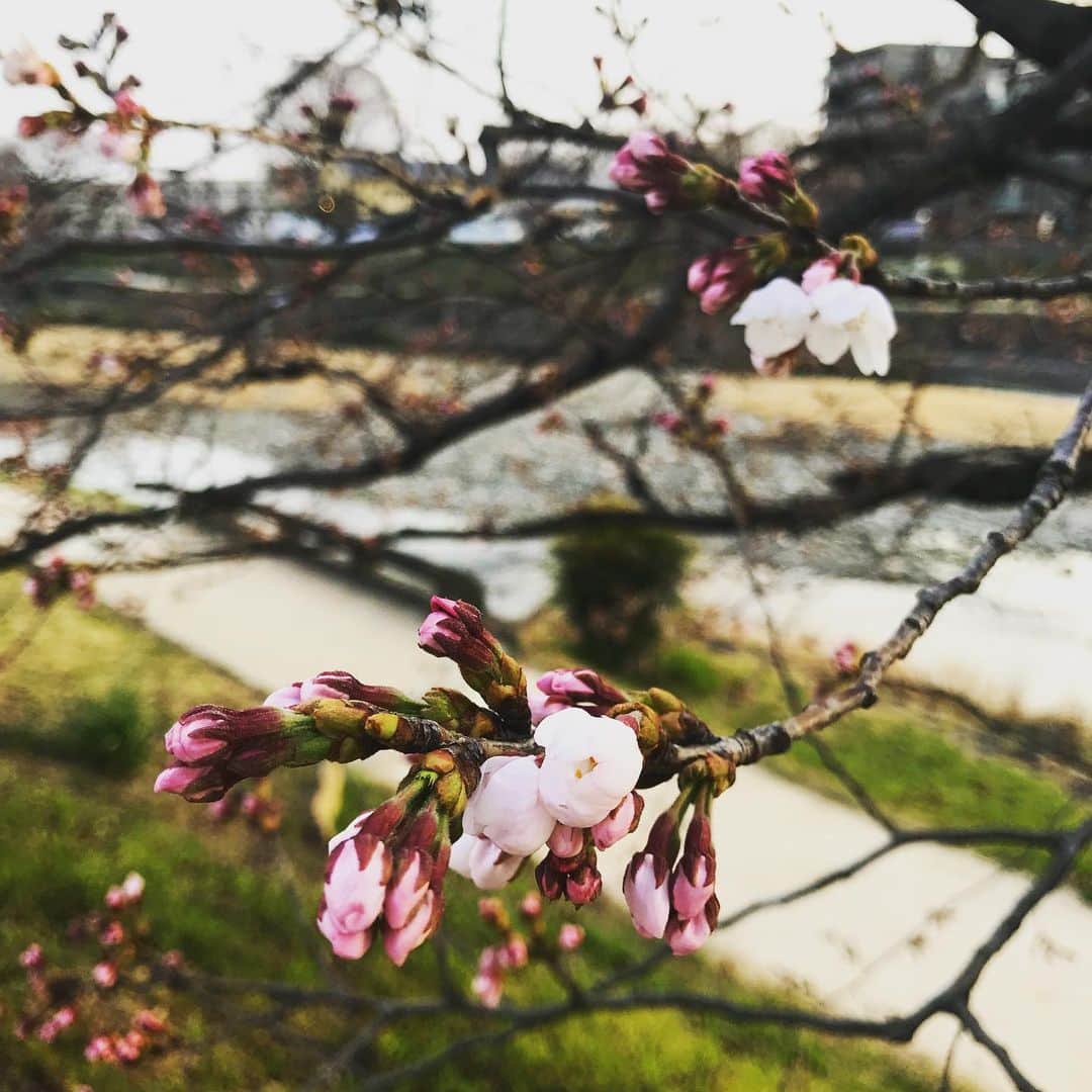 のインスタグラム：「咲く直前の桜の蕾は、マゼンタピンクで最も濃くなり、咲くと軽やかで繊細な桜色に🌸  咲く直前のその濃厚な色を教えて頂き 今を重ね合わせて過ごした京都。  マウイからのご縁で今日があり、 導いて頂き、次への地図を手に🍀  マウイの母(京都では女将？！) Mikaさんありがとうございます🌸✨ #Sakura #桜 #京都 #蕾 #Maui #Kyoto #howtobeawesometoday #ツタエルヒト。」