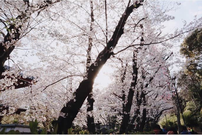 江頭ひなたさんのインスタグラム写真 - (江頭ひなたInstagram)「お花見🌸 #桜 #お花見 #春 #spring #cherryblossom #japan #日本 #東京 #tokyo」3月31日 19時43分 - hinataeto