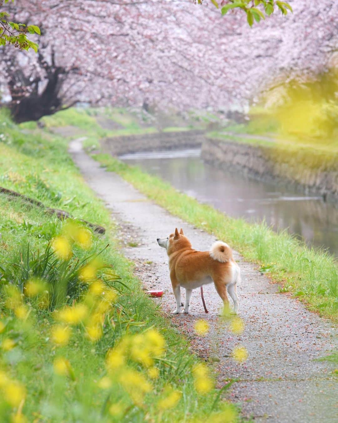 meekooさんのインスタグラム写真 - (meekooInstagram)「春景色を見に出かけてきました🌸 今日の埼玉は小雨から晴天と急展開だったけど晴れてよかったー☀️ location：埼玉県 #元荒川の桜並木  #りんご旅2019  2019.3.31撮影」3月31日 19時46分 - meekoo