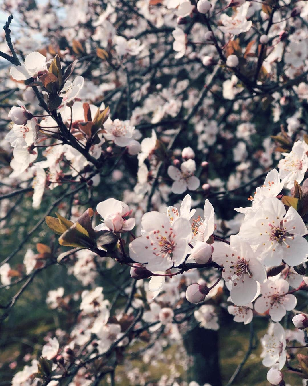 ティモシー・コレトさんのインスタグラム写真 - (ティモシー・コレトInstagram)「“Just living is not enough... One must have sunshine, freedom, and a little flower.” 🌸 #さくら #花見 #京都 🌸」3月31日 19時47分 - timkoleto