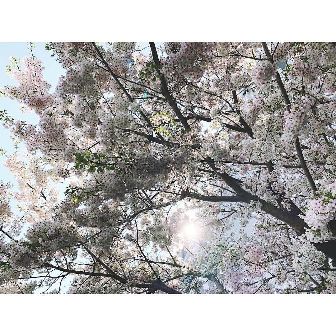 のインスタグラム：「Ueno Park 🌸 仕事の合間にちょっと寄り道🌸沢山の人がお花見に来ていました🌸 ちょっと前までは、「人混みとか嫌だ〜」なんて言って横目で見てたけど、沢山の人と、風や光を感じて、桜を見ながら人混みに身を任せて歩くのって、案外気持ちが良いものだな〜って🌸 上野公園にいる人たちは、穏やかでマナーも良くて、日本の心みたいなものを感じました☺️🙏🏻✨ #なん年ぶりだろう #桜の季節の上野公園 #春」