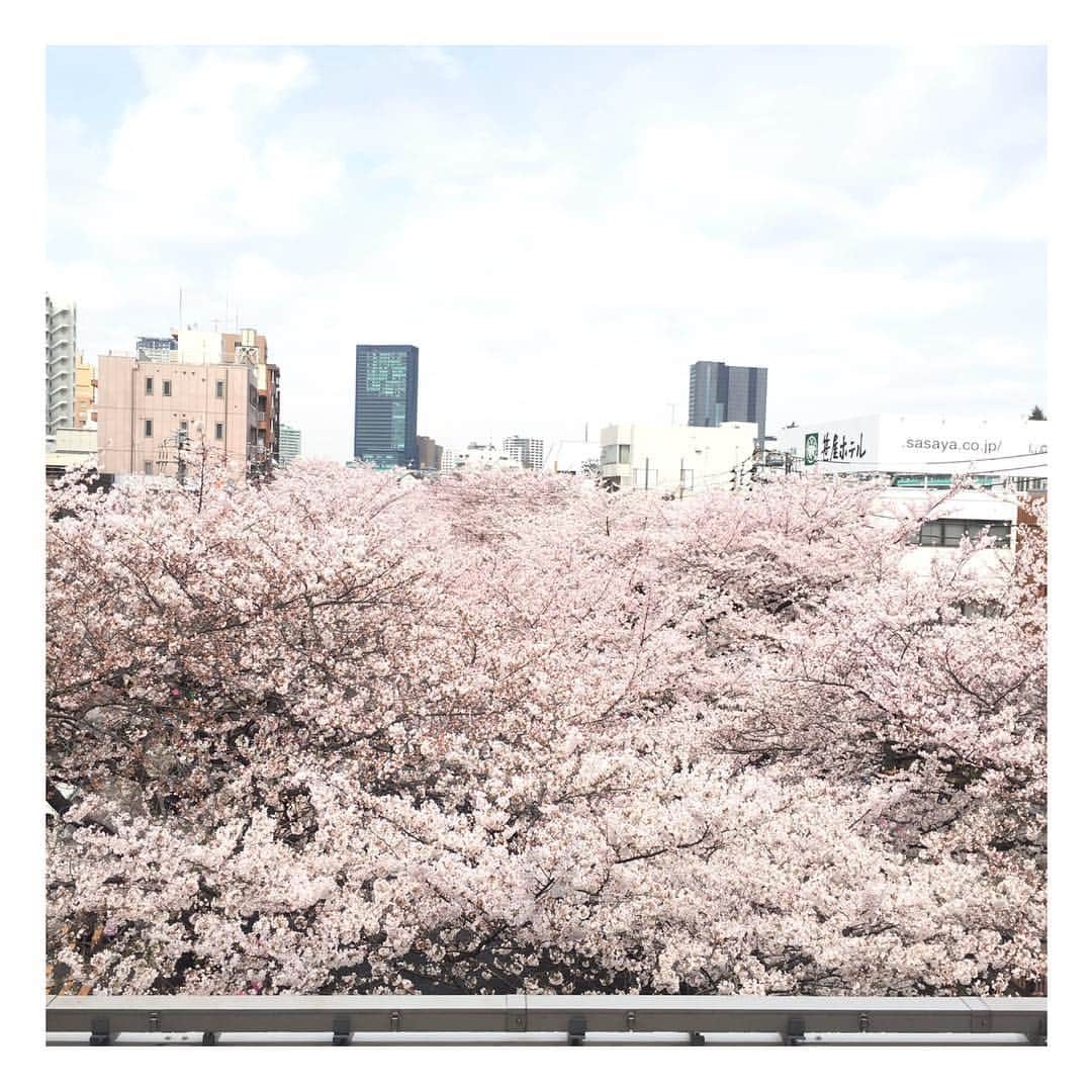 船曳ひろみさんのインスタグラム写真 - (船曳ひろみInstagram)「やっとお花見できた〜🌸」3月31日 19時51分 - hiromi_funabiki