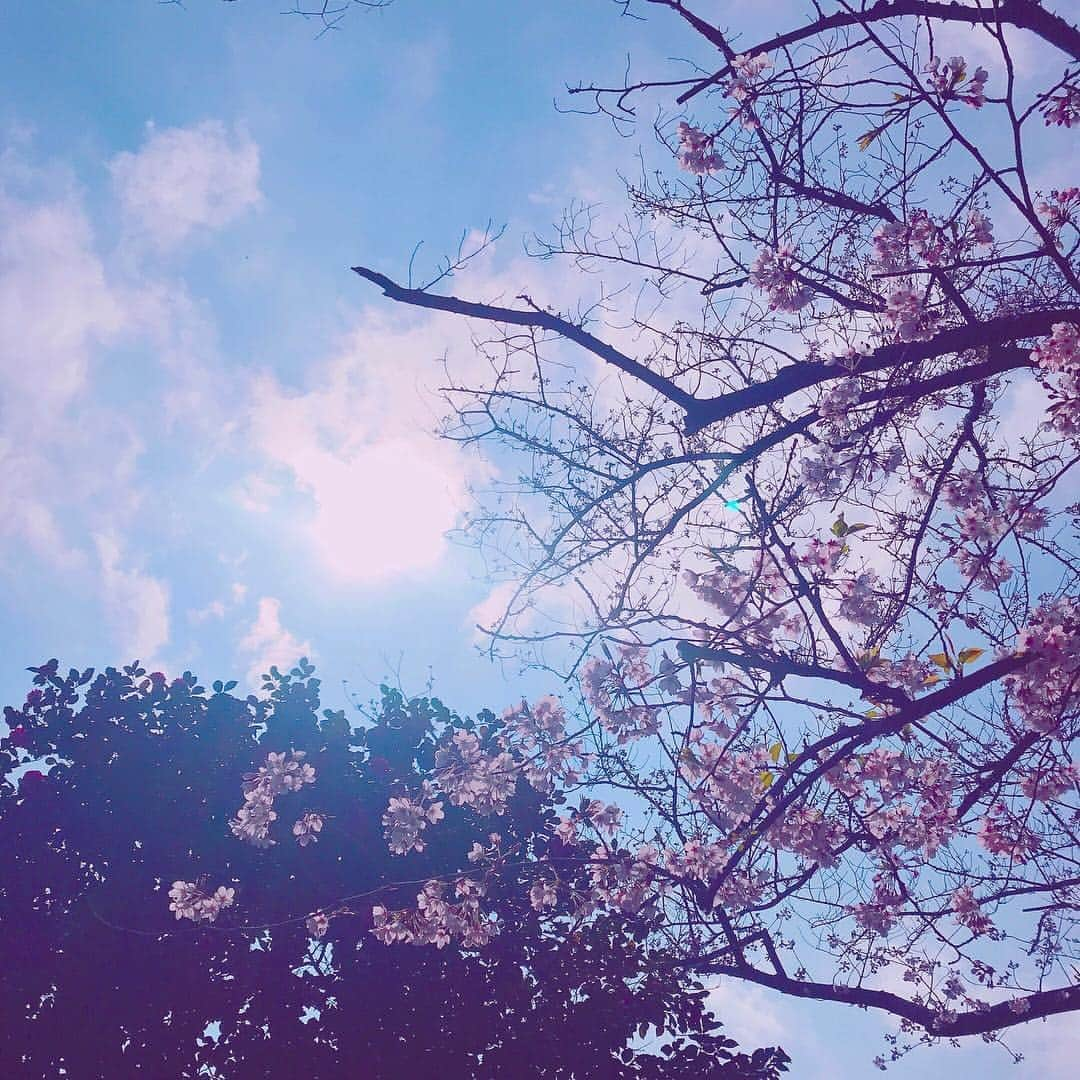 安達祐実さんのインスタグラム写真 - (安達祐実Instagram)「🌸🌸🌸 #桜さく」3月31日 19時52分 - _yumi_adachi