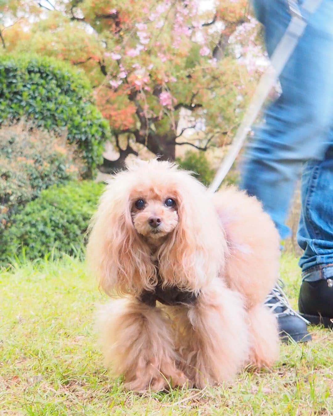 Toypoodle Mikuru?Asakusa Tokyoさんのインスタグラム写真 - (Toypoodle Mikuru?Asakusa TokyoInstagram)「20190331 Sunday. パパとママと みくるの秘密基地へいきました。 でも暗くなったので、 たまごちゃん投げが少ししかできませんでした。 ガッカリ🥺 帰りは夜桜見物お散歩してかえりました。 ママは金泡🍺飲みたそうでした。 パパがいると飲めないので ザマァミロです😈 . #みくる日記 #みくるの秘密基地 #夜桜パトロール . 一部ほぼ満開🌸 いい具合に皆さん夜桜見物されてました💕 みくるとパパは、相変わらず腹の探り合い。お互い腹に一物持ってます😂」3月31日 19時53分 - purapura299